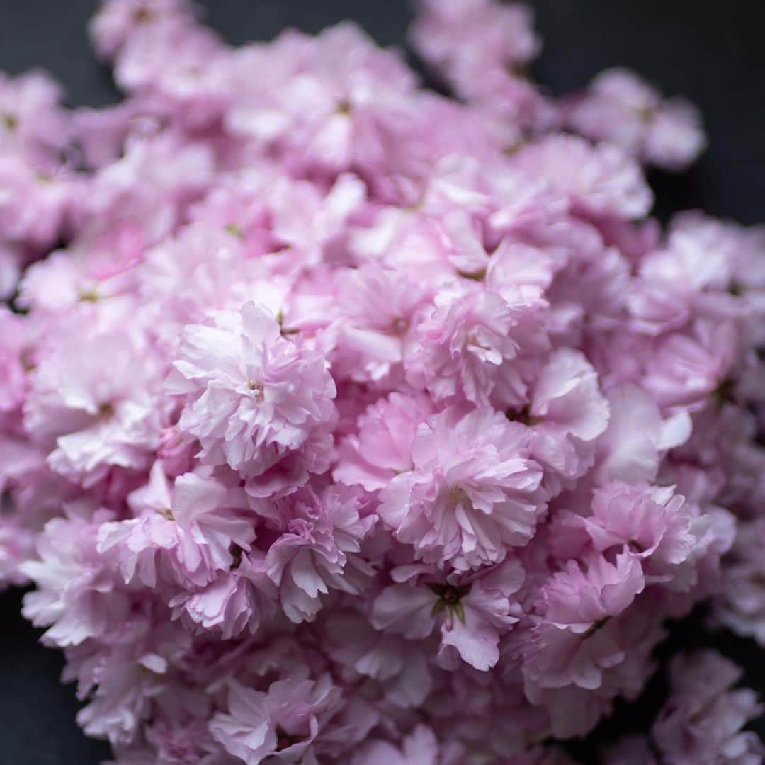 Naomiさんのインスタグラム写真 - (NaomiInstagram)「庭の八重桜で今年もシロップ作り。  #nao1223garden」4月14日 21時20分 - nao1223