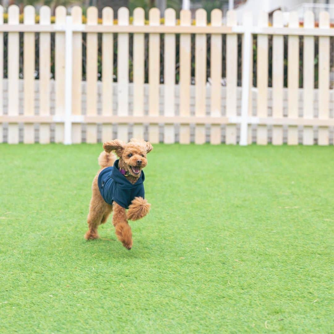 シーサイド リビエラさんのインスタグラム写真 - (シーサイド リビエラInstagram)「＼愛犬とリゾートでくつろぎのひととき／  昨年7月、都心より電車・車で約60分の相模湾に隣接したマリーナリゾートに、愛犬と泊まれるグランピングホテルができたことはご存知ですか？🐶  トレーラーハウスを活用した各SPACE(客室)にはオーシャンビューのテラスもあり、人目をあまり気にせず開放感を味わえる、プライベート感満載なスポットです。  お部屋にはどっしりとしたベッドやカフェマット・トイレ・お皿を備え、なんとワンちゃんは可愛いウェルカムトリートがもらえちゃいます！🍬  先日プレオープンしたドッグスペースDOGGY GARDENではノーリードで走ることができ、ワンちゃんにものびのびおくつろぎいただけます。  場内のレストラン マリブファーム逗子マリーナでは、ワンちゃん用のお食事もご用意しております。  潮風を感じながらヤシ並木をお散歩できるリビエラ逗子マリーナ、愛犬連れにとってもおすすめです。  🌴　🐩　🌴　🐕　🌴  愛犬家の皆さまのお越しを心よりお待ちしております🐾  ✔ご予約は @spacekeypoint プロフィールURLから  #spacekeypoint #スペースキーポイント #リビエラ逗子マリーナ #逗子マリーナ #グランピング #グランピング関東 #グランピングリゾート #サンセット #わんことお出かけ #犬と旅行 #わんこと旅行 #愛犬と旅行 #犬と泊まれる宿 #わんこと泊まれる宿 #愛犬と泊まれる宿 #手ぶらでbbq #ドライブ #ホカンス #ステイケーション #ホテルステイ #ワーケーション #リゾートホテル #オーシャンビューホテル #絶景ホテル #神奈川ホテル #鎌倉観光 #サウナ #プライベートサウナ #sauna #glamping」4月14日 21時23分 - spacekeypoint