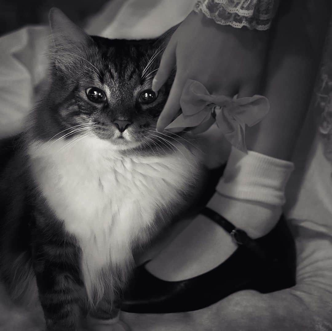 安珠さんのインスタグラム写真 - (安珠Instagram)「愛猫と少女 愛するものは心を照らす太陽  Sony imageing gallery ソニーイメージングギャラリー企画写真展 わたしのともだち　 ～ 写真家と愛しい存在の物語 ～　Part3  愛猫の写真を一点出品させて頂きました  2023年4/14(金)～4/27(木)　11:00～18:00 https://www.sony.co.jp/united/imaging/gallery/  #わたしのともだち  #anjuphotographer #安珠写真家  #安珠 #cat #ribbon #小太陽 #猫 #りぼん」4月14日 21時30分 - anjuphotographer