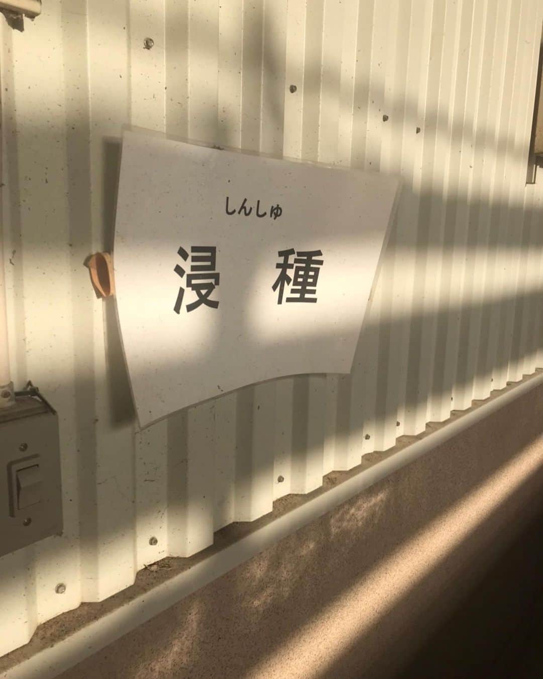 ＪＡ北魚沼（北魚沼農業協同組合）さんのインスタグラム写真 - (ＪＡ北魚沼（北魚沼農業協同組合）Instagram)「#北魚沼の今を伝えたい 2023.4.14 ． 北魚沼地域の米づくりは、まず３月に種籾を60℃のお湯につけてバイ菌を退治する「温湯消毒（おんとうしょうどく）」から始まりました。 ． その後、農家さんのところに届いた種籾は水に漬けて水分をしっかりと吸わせ、発芽しやすくするための準備作業「浸種（しんしゅ）」に続きます。 ． ※3.4.5枚目の写真はJA育苗センターでの浸種作業の様子です。 ． 詳しくは昨年の投稿をCheck✅ →→→ #2022北魚沼米日記 ←←← ． #20230413 #農作業 #田舎の景色  #田舎の風景 #故郷の風景 #日本人はやっぱりお米  #北魚沼産コシヒカリ  #魚沼産コシヒカリ #北魚沼産新之助  #2023北魚沼米日記 ． #uonuma_japan #japan_of_insta  #japan_daytime_view  #niigata  #uonuma #田舎暮らし #田舎暮らしを楽しむ  #移住者募集 #農家募集 #第二の故郷 #遊びにおいでよ魚沼へ ． #新潟県 #魚沼市 #長岡市川口 #JA北魚沼」4月14日 21時34分 - jakitauonuma_official