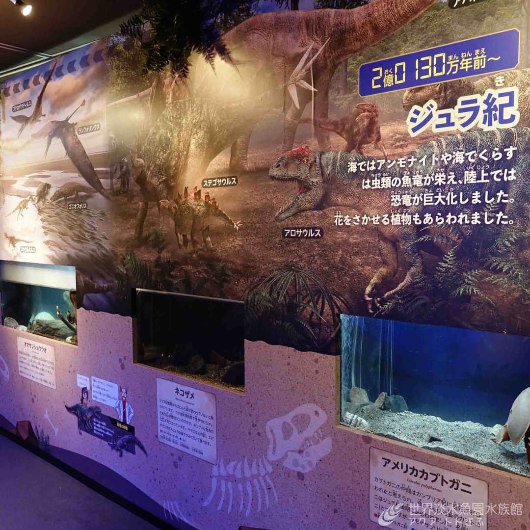 世界淡水魚園水族館 アクア・トト ぎふさんのインスタグラム写真 - (世界淡水魚園水族館 アクア・トト ぎふInstagram)「明日からは新しい企画展！ 『古代生物がやってきた！～時を超えた生き物たち～』を開催します。  はるか昔から姿や形をほとんど変えることなく「生きた化石」とも呼ばれる生き物たち。  「角川の集める図鑑GET！」とコラボレーションして、古代生物たちを紹介します。  生き物も水槽に入り、開催に向けて準備完了です。  #アクアトト #水族館 #aquarium #企画展 #KADOKAWA #GET! #角川の集める図鑑 #オアシスパーク #河川環境楽園」4月14日 21時35分 - aquatotto_gifu