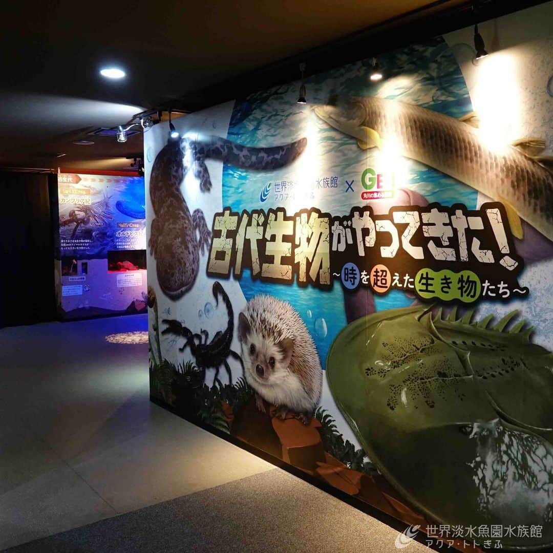 世界淡水魚園水族館 アクア・トト ぎふのインスタグラム：「明日からは新しい企画展！ 『古代生物がやってきた！～時を超えた生き物たち～』を開催します。  はるか昔から姿や形をほとんど変えることなく「生きた化石」とも呼ばれる生き物たち。  「角川の集める図鑑GET！」とコラボレーションして、古代生物たちを紹介します。  生き物も水槽に入り、開催に向けて準備完了です。  #アクアトト #水族館 #aquarium #企画展 #KADOKAWA #GET! #角川の集める図鑑 #オアシスパーク #河川環境楽園」