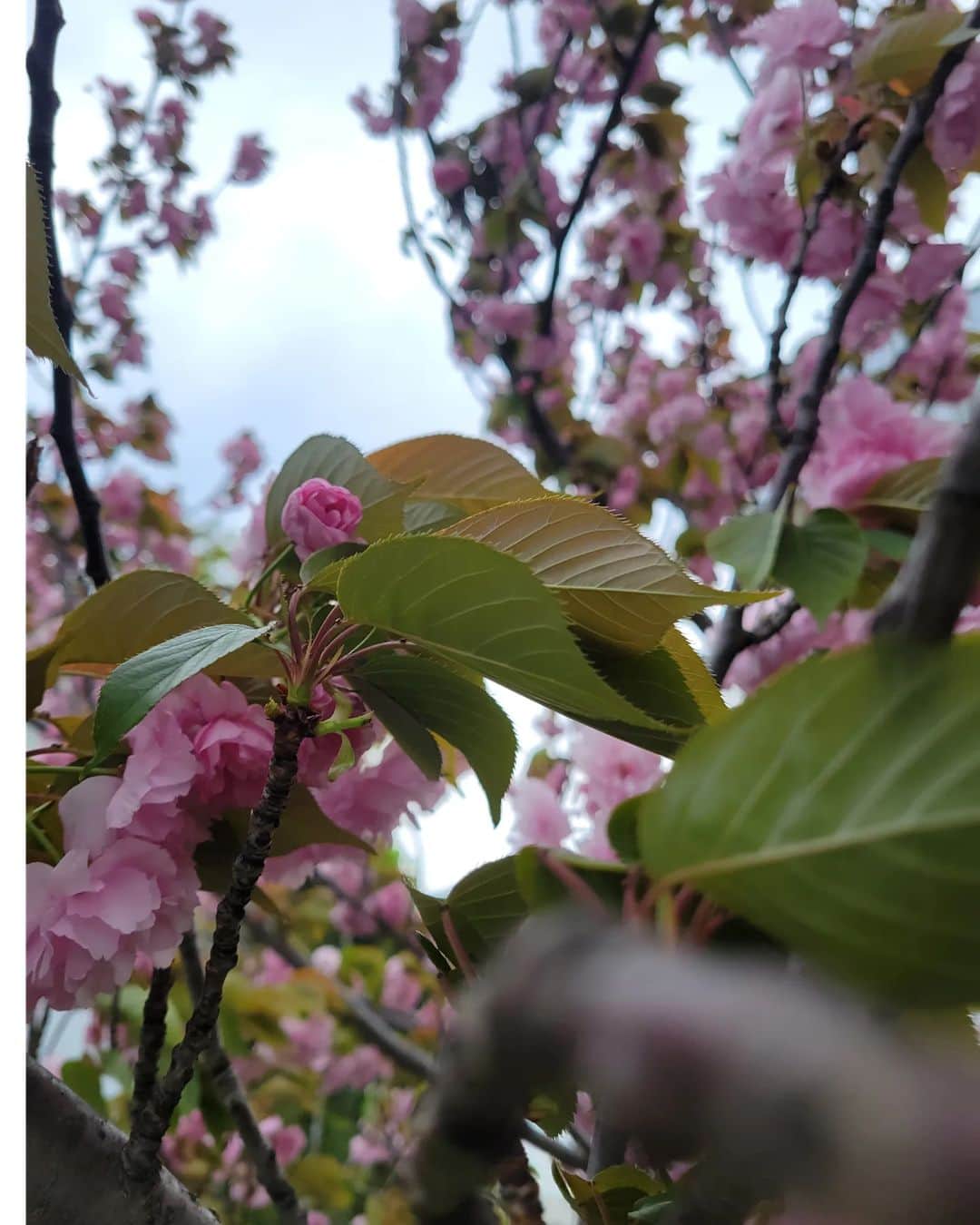 渡名喜風南のインスタグラム：「🌸🍃  人生には人それぞれの楽しみ方があるよね。 出会いがあれば別れもある、 今年度もよろしくね。  春の匂いがしたと思ったらまた次へ  自分のペースでゆっくり急ご✌️🎏」