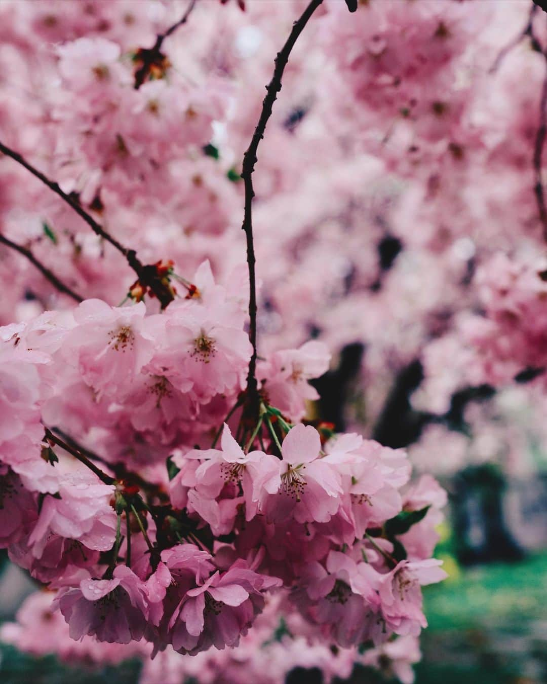 kaelのインスタグラム：「It’s my birthday today and it feels like spring 🌸」