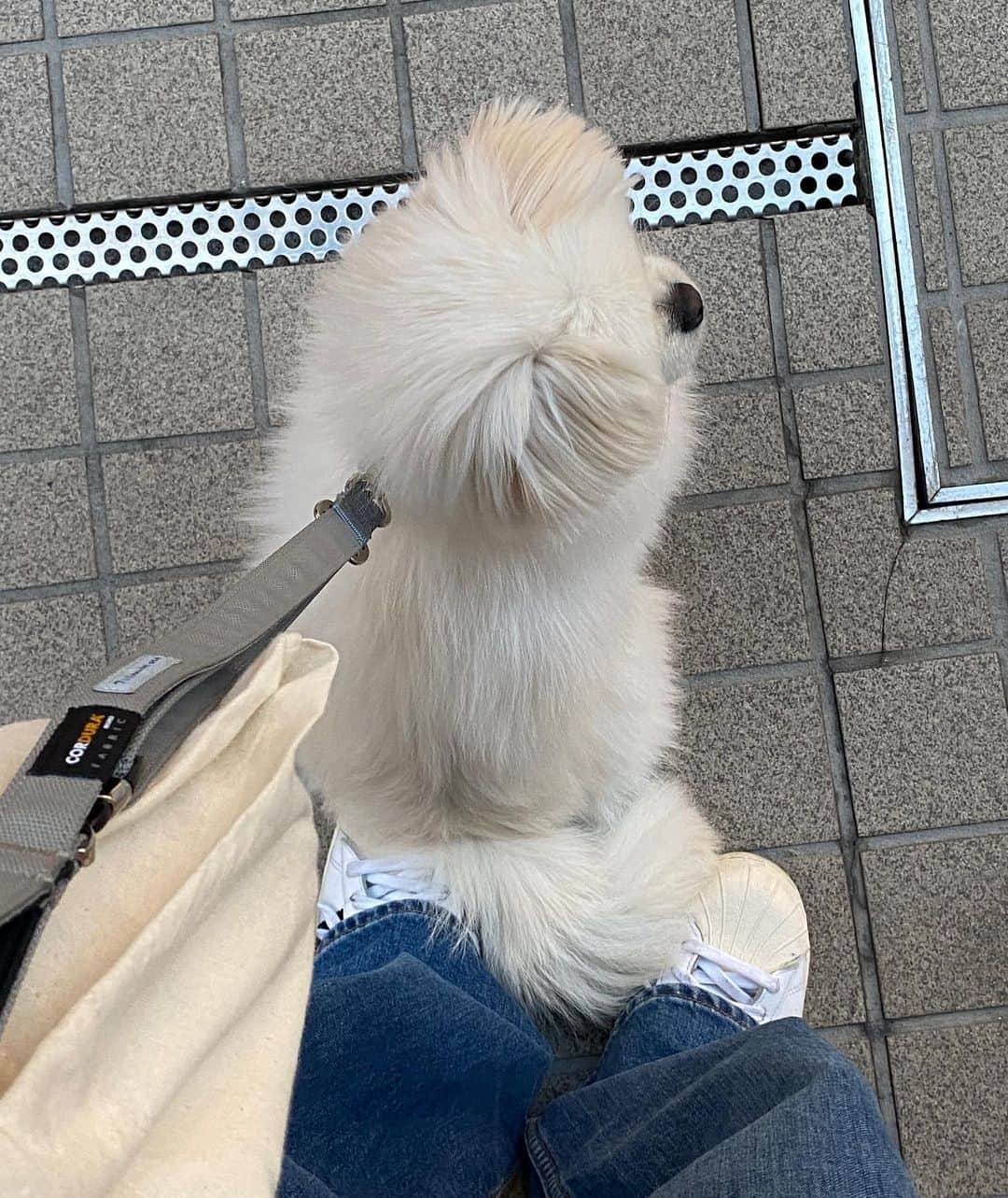 つるのインスタグラム