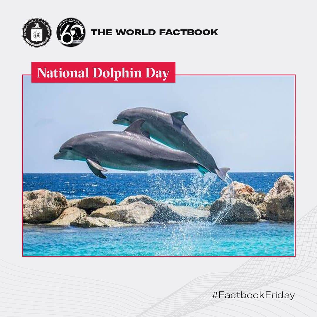 CIAのインスタグラム：「This week Factbook Friday migrates into temperate seas to bring you the most intelligent, warm-blooded marine mammal - dolphins. Did you know it also happens to be National Dolphin Day?   #FactbookFriday #NationalDolphinDay #Dolphin」