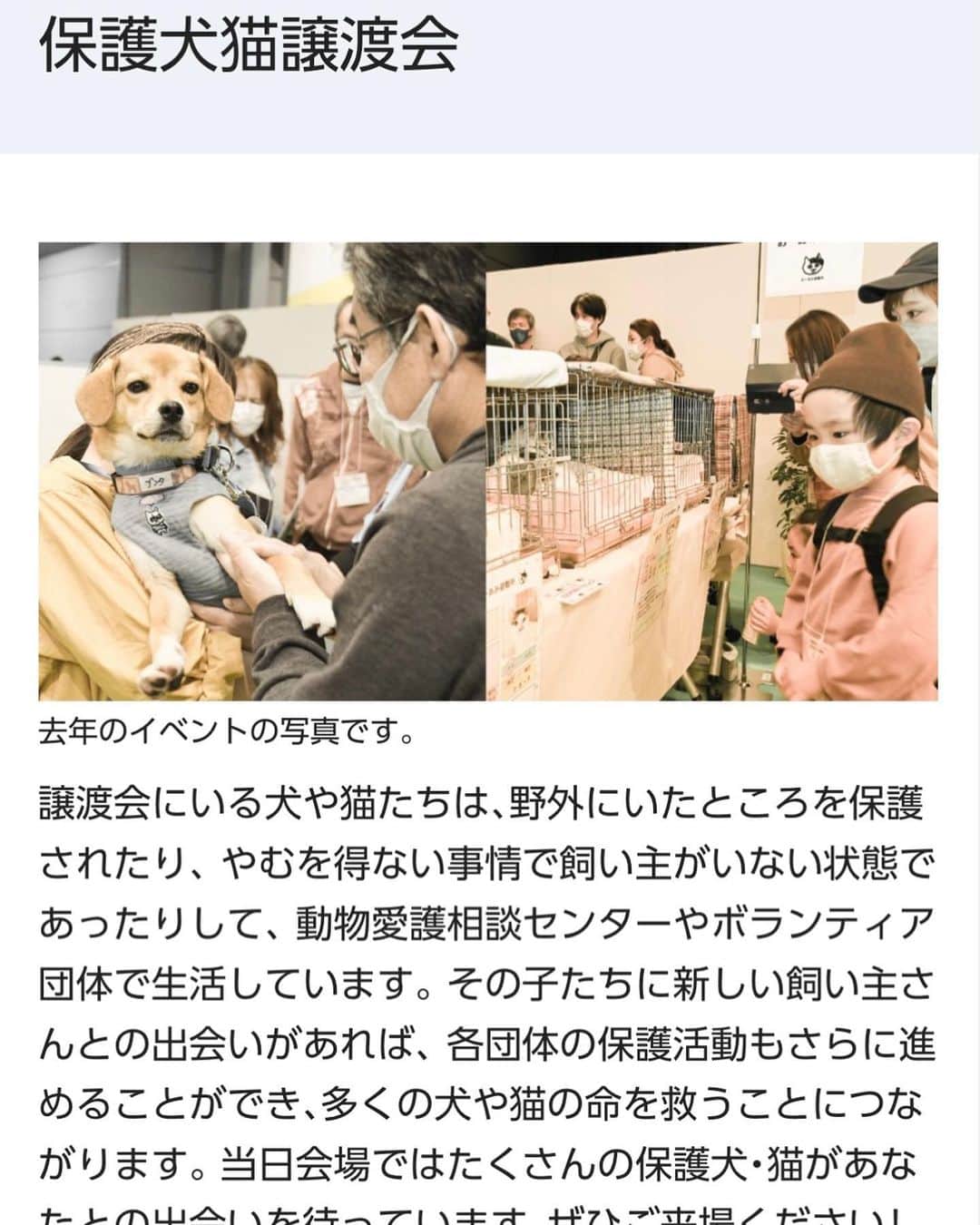黒田知永子さんのインスタグラム写真 - (黒田知永子Instagram)「. とろさんにちょっと仕事を手伝ってもらいました📷 この写真はやる気のありそうな顔していますが、実際のところはやる気無し⤵︎でした😅  「Panasonic保護犬猫譲渡会2023」が4月29日、30日にパナソニックセンター東京にて開催されます。去年に続き2年目のイベントです。うちのとろさんも写真展に参加しています！ お時間の合う方はぜひぜひ🫶 色々なカタチで企業が保護活動に参加してくださる…嬉しいことですね。  https://panasonic.jp/pet/adoption_event23.html  #犬 #dog #黒田とろろ #14歳ぐらいの可愛いおじさんです #ドライブ苦手 🐶 #パナソニック保護犬猫譲渡会2023  #みんなイヌみんなネコ写真展  @sippo_official  #黒田知永子 #chiekokuroda」4月14日 22時07分 - kuroda_chieko