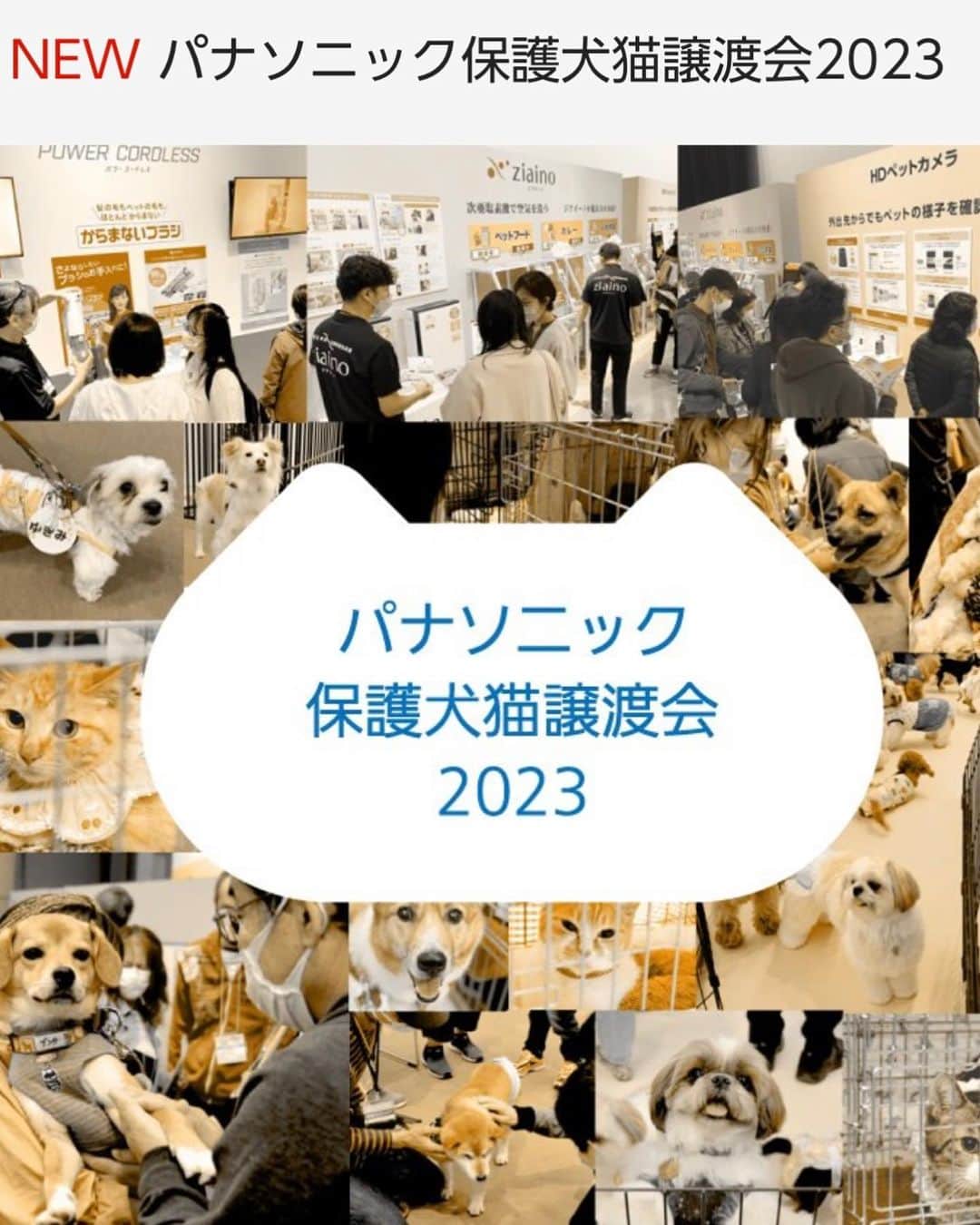 黒田知永子さんのインスタグラム写真 - (黒田知永子Instagram)「. とろさんにちょっと仕事を手伝ってもらいました📷 この写真はやる気のありそうな顔していますが、実際のところはやる気無し⤵︎でした😅  「Panasonic保護犬猫譲渡会2023」が4月29日、30日にパナソニックセンター東京にて開催されます。去年に続き2年目のイベントです。うちのとろさんも写真展に参加しています！ お時間の合う方はぜひぜひ🫶 色々なカタチで企業が保護活動に参加してくださる…嬉しいことですね。  https://panasonic.jp/pet/adoption_event23.html  #犬 #dog #黒田とろろ #14歳ぐらいの可愛いおじさんです #ドライブ苦手 🐶 #パナソニック保護犬猫譲渡会2023  #みんなイヌみんなネコ写真展  @sippo_official  #黒田知永子 #chiekokuroda」4月14日 22時07分 - kuroda_chieko