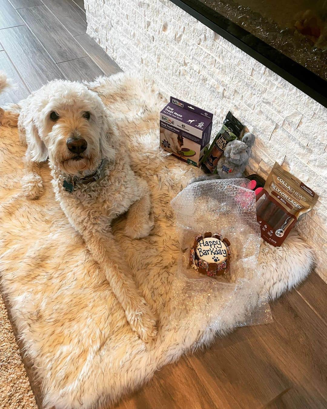 キャロライン・マッソンのインスタグラム：「Happy Birthday to our buddy Ace🥳Hard to believe it’s been 7 years since we drove you home from Arkansas!💙」