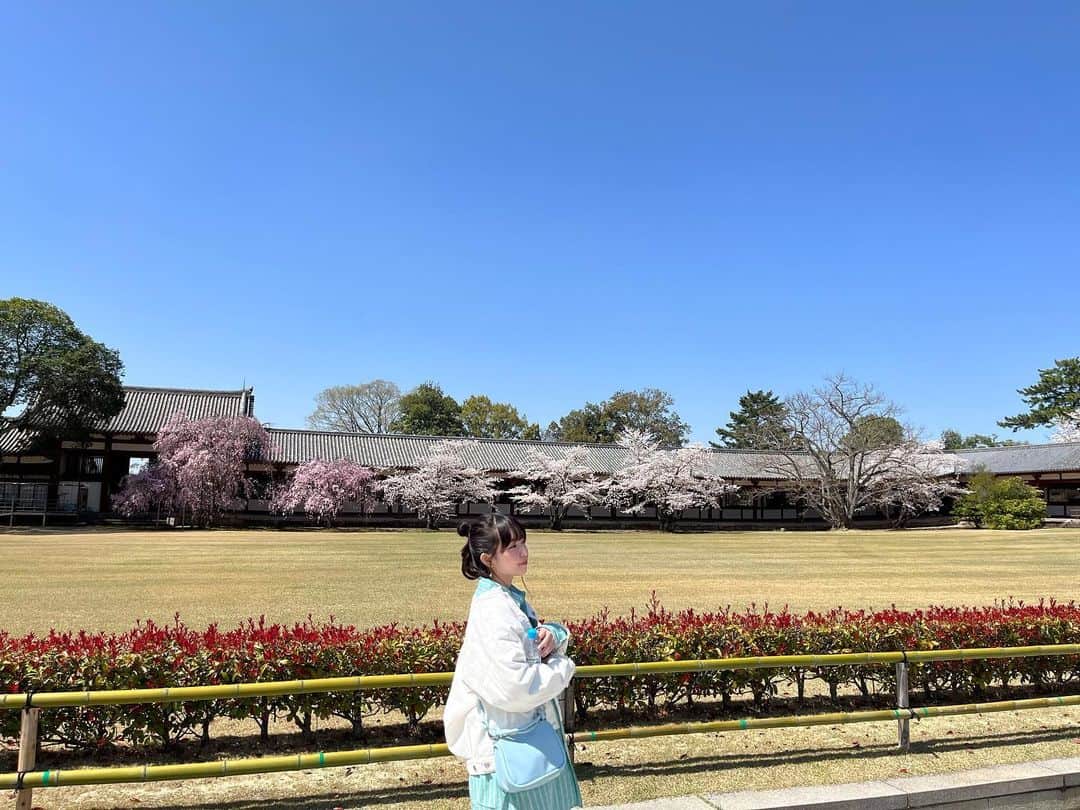 池未来実のインスタグラム：「桜が満開に咲いてるのを今年も見れました、🌸  #05 #ootd #桜 #ヘアアレンジ #ljk #シャツコーデ」