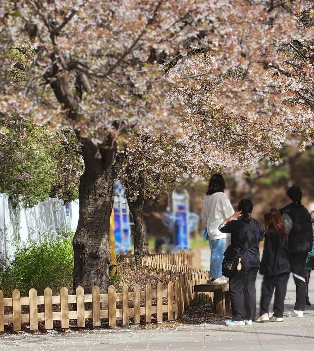 ソ・ヘウォンさんのインスタグラム写真 - (ソ・ヘウォンInstagram)「늦벚꽃🌸  남아있는 꽃눈 한껏 맞았다 날 기다린건가🥰🩷」4月14日 22時31分 - luvhaewon