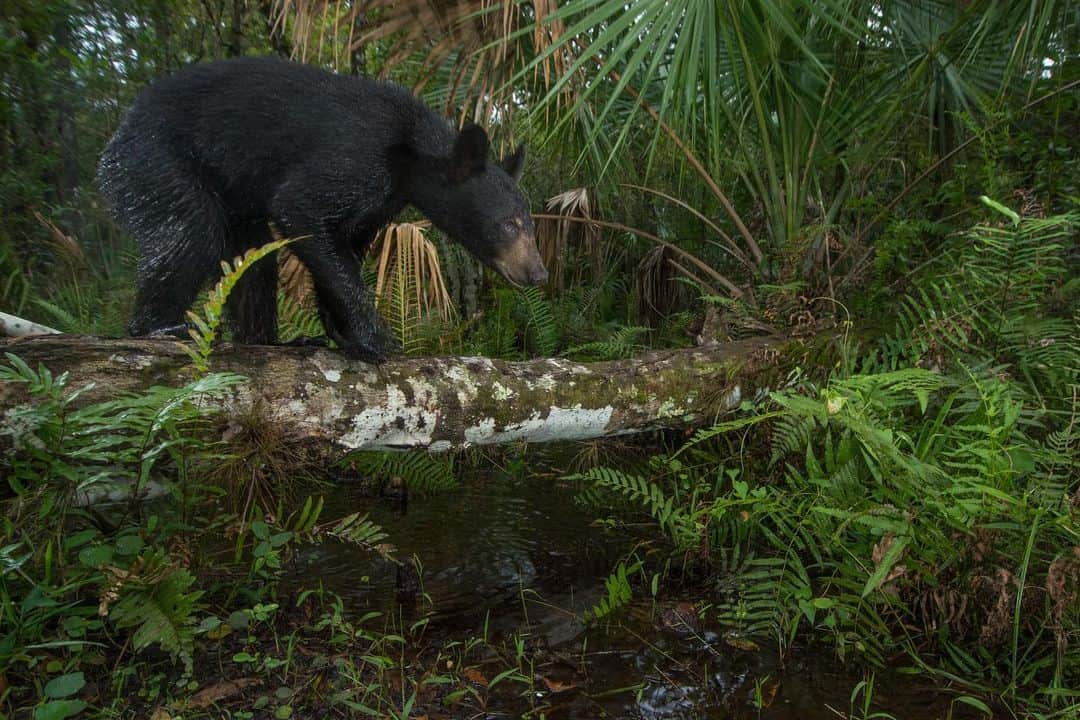 ナショナルジオグラフィックさんのインスタグラム写真 - (ナショナルジオグラフィックInstagram)「Photos by @carltonward | One of my favorite things about using camera traps to photograph Florida panthers is discovering the diversity of wildlife that rely on the same trails. Learn more about how protecting the big cat’s habitat can help save the Florida Wildlife Corridor in the new film “Path of the Panther,” coming to Nat Geo TV on April 22, Hulu on April 23, and Disney+ on April 28. This sequence of photos shows a Florida panther, Florida black bear, Osceola wild turkey, raccoons, white-tailed deer, white egret, North American river otters, bobcat, coyote, and American alligator (with a giant salamander in its mouth). @pathofthepanther #pathofthepanther」4月14日 22時37分 - natgeo