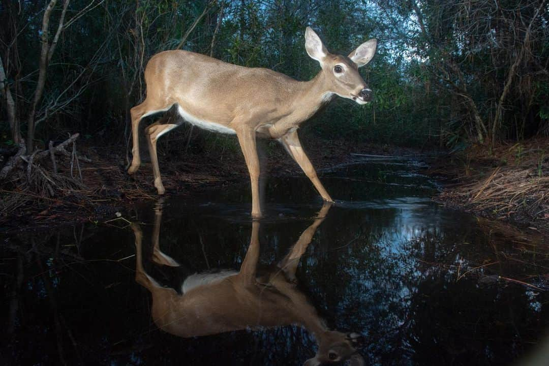 ナショナルジオグラフィックさんのインスタグラム写真 - (ナショナルジオグラフィックInstagram)「Photos by @carltonward | One of my favorite things about using camera traps to photograph Florida panthers is discovering the diversity of wildlife that rely on the same trails. Learn more about how protecting the big cat’s habitat can help save the Florida Wildlife Corridor in the new film “Path of the Panther,” coming to Nat Geo TV on April 22, Hulu on April 23, and Disney+ on April 28. This sequence of photos shows a Florida panther, Florida black bear, Osceola wild turkey, raccoons, white-tailed deer, white egret, North American river otters, bobcat, coyote, and American alligator (with a giant salamander in its mouth). @pathofthepanther #pathofthepanther」4月14日 22時37分 - natgeo