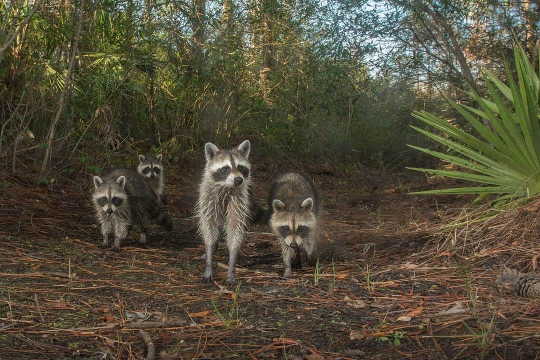 ナショナルジオグラフィックさんのインスタグラム写真 - (ナショナルジオグラフィックInstagram)「Photos by @carltonward | One of my favorite things about using camera traps to photograph Florida panthers is discovering the diversity of wildlife that rely on the same trails. Learn more about how protecting the big cat’s habitat can help save the Florida Wildlife Corridor in the new film “Path of the Panther,” coming to Nat Geo TV on April 22, Hulu on April 23, and Disney+ on April 28. This sequence of photos shows a Florida panther, Florida black bear, Osceola wild turkey, raccoons, white-tailed deer, white egret, North American river otters, bobcat, coyote, and American alligator (with a giant salamander in its mouth). @pathofthepanther #pathofthepanther」4月14日 22時37分 - natgeo