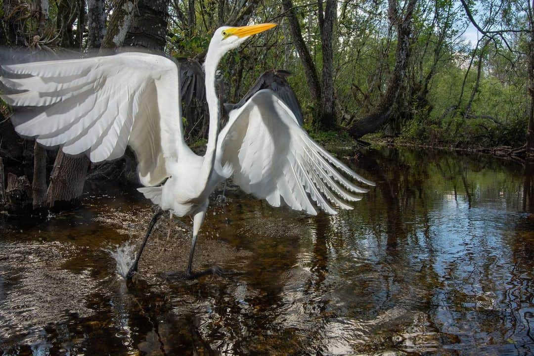 ナショナルジオグラフィックさんのインスタグラム写真 - (ナショナルジオグラフィックInstagram)「Photos by @carltonward | One of my favorite things about using camera traps to photograph Florida panthers is discovering the diversity of wildlife that rely on the same trails. Learn more about how protecting the big cat’s habitat can help save the Florida Wildlife Corridor in the new film “Path of the Panther,” coming to Nat Geo TV on April 22, Hulu on April 23, and Disney+ on April 28. This sequence of photos shows a Florida panther, Florida black bear, Osceola wild turkey, raccoons, white-tailed deer, white egret, North American river otters, bobcat, coyote, and American alligator (with a giant salamander in its mouth). @pathofthepanther #pathofthepanther」4月14日 22時37分 - natgeo