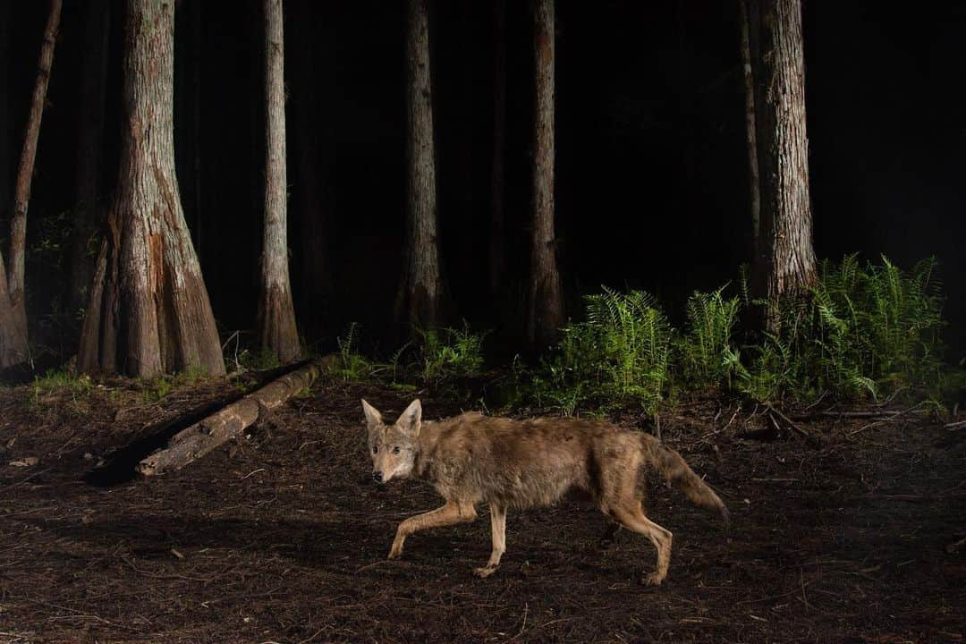 ナショナルジオグラフィックさんのインスタグラム写真 - (ナショナルジオグラフィックInstagram)「Photos by @carltonward | One of my favorite things about using camera traps to photograph Florida panthers is discovering the diversity of wildlife that rely on the same trails. Learn more about how protecting the big cat’s habitat can help save the Florida Wildlife Corridor in the new film “Path of the Panther,” coming to Nat Geo TV on April 22, Hulu on April 23, and Disney+ on April 28. This sequence of photos shows a Florida panther, Florida black bear, Osceola wild turkey, raccoons, white-tailed deer, white egret, North American river otters, bobcat, coyote, and American alligator (with a giant salamander in its mouth). @pathofthepanther #pathofthepanther」4月14日 22時37分 - natgeo