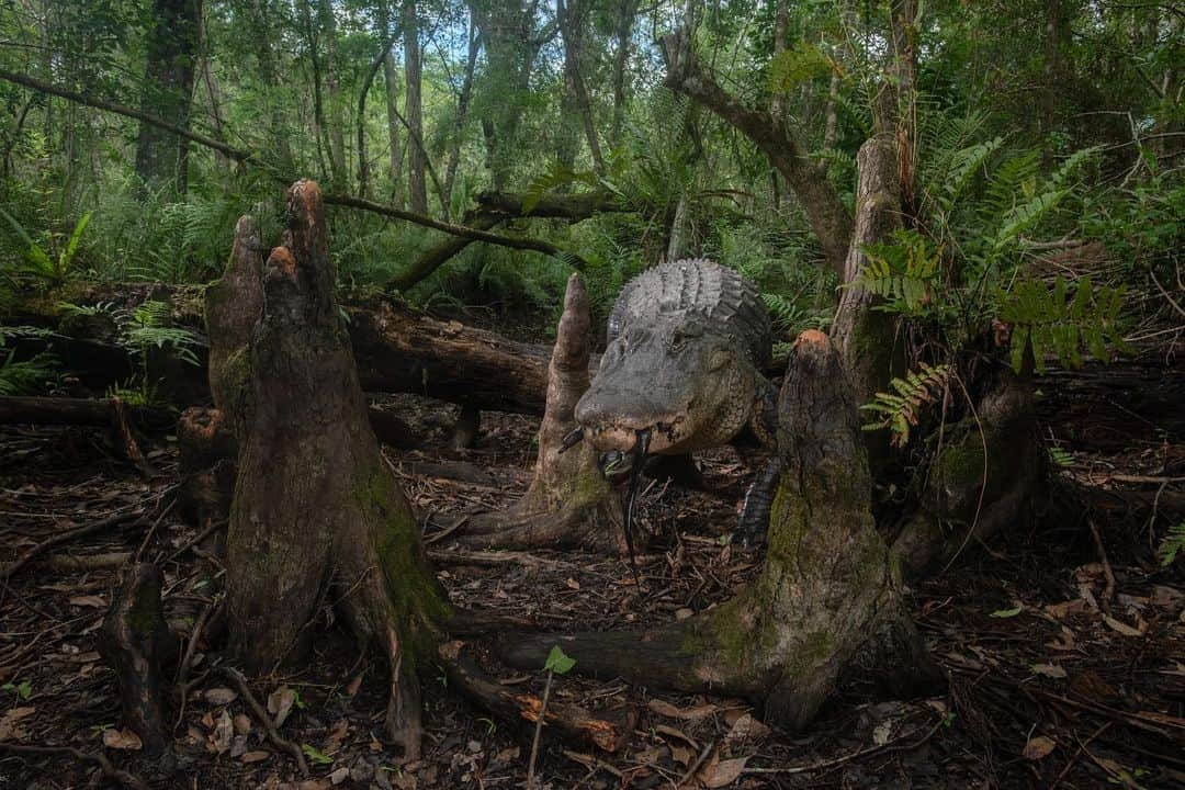 ナショナルジオグラフィックさんのインスタグラム写真 - (ナショナルジオグラフィックInstagram)「Photos by @carltonward | One of my favorite things about using camera traps to photograph Florida panthers is discovering the diversity of wildlife that rely on the same trails. Learn more about how protecting the big cat’s habitat can help save the Florida Wildlife Corridor in the new film “Path of the Panther,” coming to Nat Geo TV on April 22, Hulu on April 23, and Disney+ on April 28. This sequence of photos shows a Florida panther, Florida black bear, Osceola wild turkey, raccoons, white-tailed deer, white egret, North American river otters, bobcat, coyote, and American alligator (with a giant salamander in its mouth). @pathofthepanther #pathofthepanther」4月14日 22時37分 - natgeo