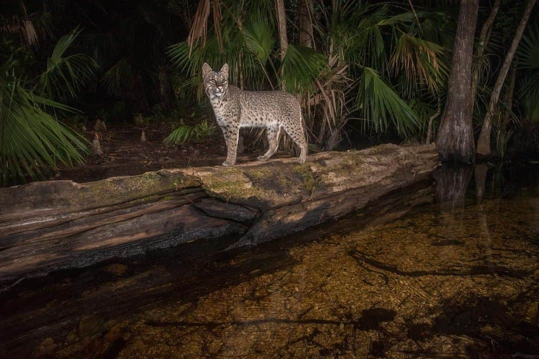 ナショナルジオグラフィックさんのインスタグラム写真 - (ナショナルジオグラフィックInstagram)「Photos by @carltonward | One of my favorite things about using camera traps to photograph Florida panthers is discovering the diversity of wildlife that rely on the same trails. Learn more about how protecting the big cat’s habitat can help save the Florida Wildlife Corridor in the new film “Path of the Panther,” coming to Nat Geo TV on April 22, Hulu on April 23, and Disney+ on April 28. This sequence of photos shows a Florida panther, Florida black bear, Osceola wild turkey, raccoons, white-tailed deer, white egret, North American river otters, bobcat, coyote, and American alligator (with a giant salamander in its mouth). @pathofthepanther #pathofthepanther」4月14日 22時37分 - natgeo