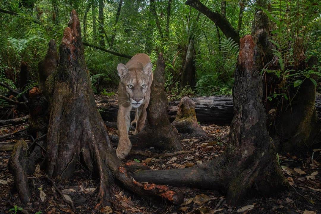 ナショナルジオグラフィックさんのインスタグラム写真 - (ナショナルジオグラフィックInstagram)「Photos by @carltonward | One of my favorite things about using camera traps to photograph Florida panthers is discovering the diversity of wildlife that rely on the same trails. Learn more about how protecting the big cat’s habitat can help save the Florida Wildlife Corridor in the new film “Path of the Panther,” coming to Nat Geo TV on April 22, Hulu on April 23, and Disney+ on April 28. This sequence of photos shows a Florida panther, Florida black bear, Osceola wild turkey, raccoons, white-tailed deer, white egret, North American river otters, bobcat, coyote, and American alligator (with a giant salamander in its mouth). @pathofthepanther #pathofthepanther」4月14日 22時37分 - natgeo