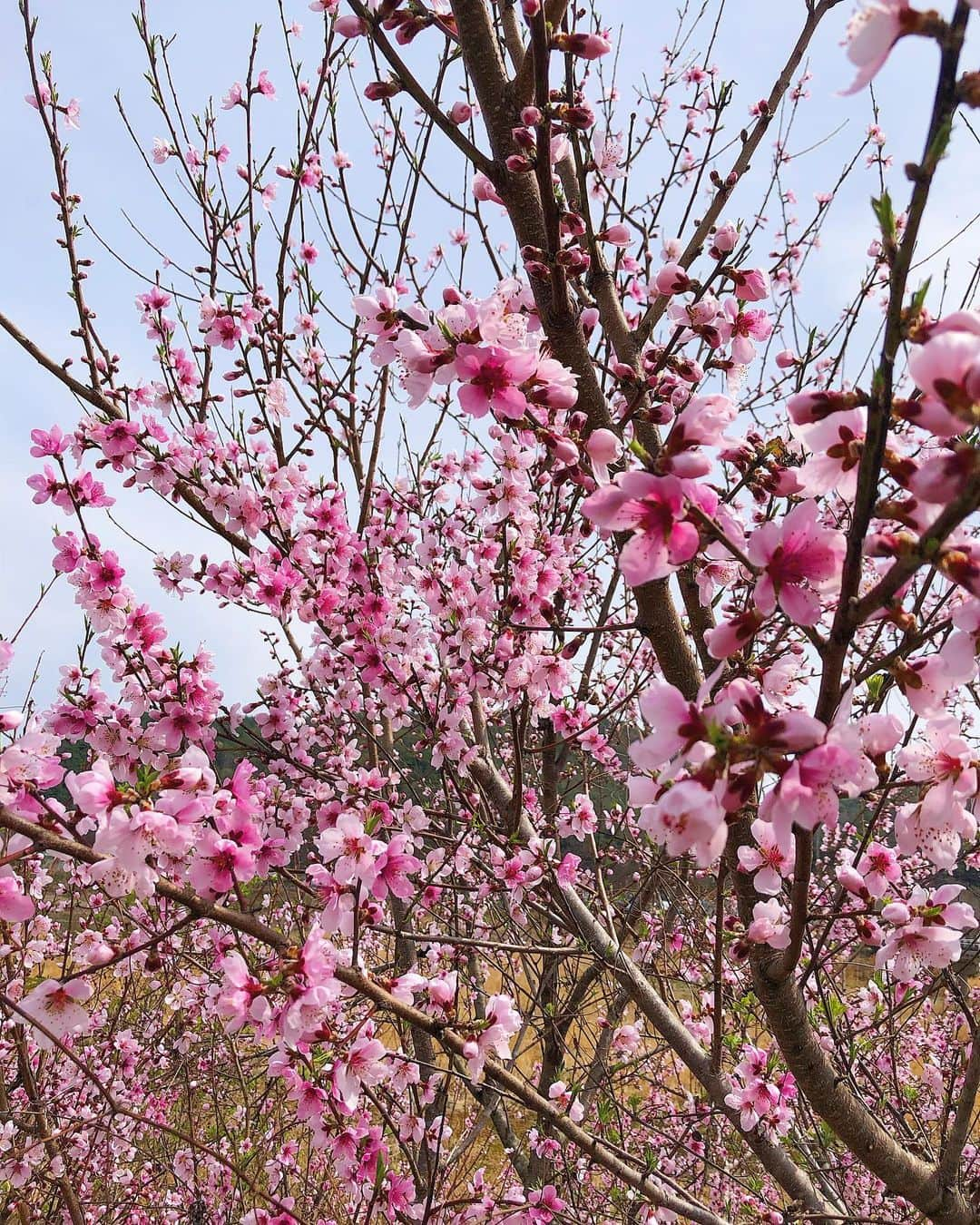 岩永洋昭さんのインスタグラム写真 - (岩永洋昭Instagram)「今年は有り難くも多忙の極みで、ゆっくり花見をする事も叶いませんでしたが、お仕事で韓国ロケに行った際、道端にひっそりと、しかしがら誇らしく咲く桜を見る事が出来ました🌸  異国の地でたまたま出逢えた桜を画像で見せられる事くらいしか出来ませんが、2016/4/14の熊本地震でお亡くなりになられた方々のご冥福と、未だ震災の辛い経験に苦しめられている方々が、心身共に平穏な日々を取り戻せる事を、心よりお祈り申し上げます。」4月14日 22時42分 - hiroaki.iwanaga