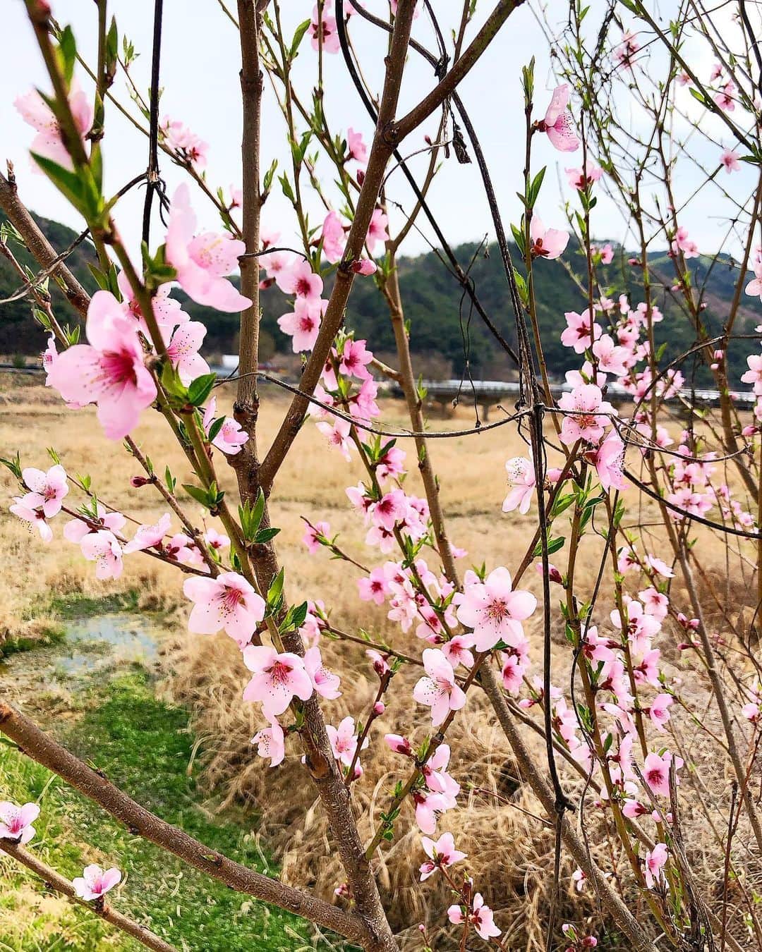 岩永洋昭のインスタグラム：「今年は有り難くも多忙の極みで、ゆっくり花見をする事も叶いませんでしたが、お仕事で韓国ロケに行った際、道端にひっそりと、しかしがら誇らしく咲く桜を見る事が出来ました🌸  異国の地でたまたま出逢えた桜を画像で見せられる事くらいしか出来ませんが、2016/4/14の熊本地震でお亡くなりになられた方々のご冥福と、未だ震災の辛い経験に苦しめられている方々が、心身共に平穏な日々を取り戻せる事を、心よりお祈り申し上げます。」