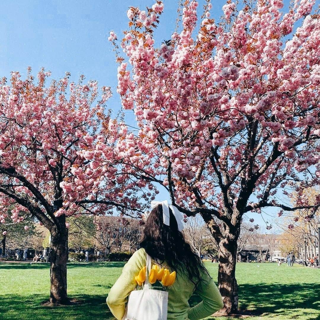 デルタ航空さんのインスタグラム写真 - (デルタ航空Instagram)「When spring is in the air >>>  Can you guess where these blossoms are blooming?  Photos: @travelingpolrit, @annawhithamco, @katrina_blossoms, @goanniewhere」4月14日 23時00分 - delta
