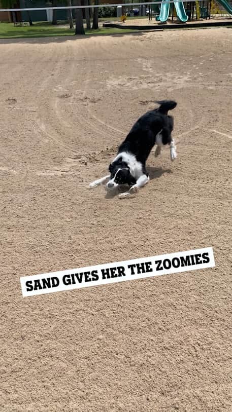 Jazzy Cooper Fostersのインスタグラム：「Sand zoomies!!  To all the teachers, nannies and parents: You deserve a break!   I take my girls to this empty park frequently and I let Phoebe have the zoomies. Nobody ever uses this sand court, so it’s practically hers. The guy who rakes it watches her, then rakes it for the next time. 🥹」