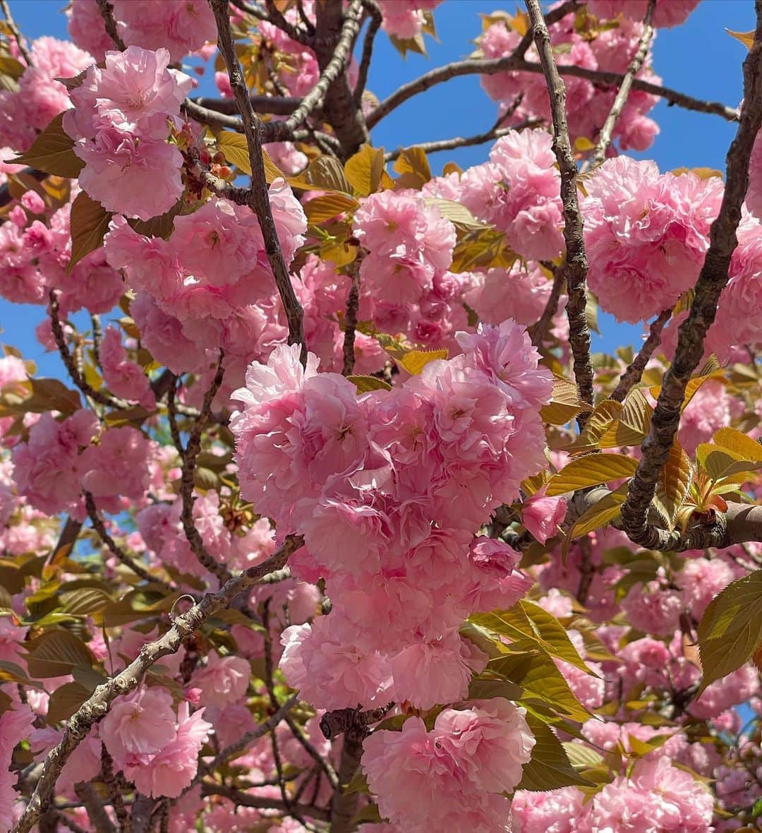 音無のぞみさんのインスタグラム写真 - (音無のぞみInstagram)「今年も桜の通り抜けいってきた🌸  屋台でたくさん食べて幸せでした🫶 でも東京コロッケがなかった、、  　 　 　 　 　 　 　 　 　 　 #桜の通り抜け #造幣局桜の通り抜け #桜 #大阪桜スポット #きれいめコーデ #きれいめファッション #ブルベ夏 #骨格ナチュラル #骨格ナチュラルコーデ #コーデ #コーデ記録 #ootd #code #fashion #osaka #오사카 #벚꽃 #벚꽃스타그램 #오사카벚꽃 #오오티디 #코디 #일상」4月14日 23時17分 - nzm02grm