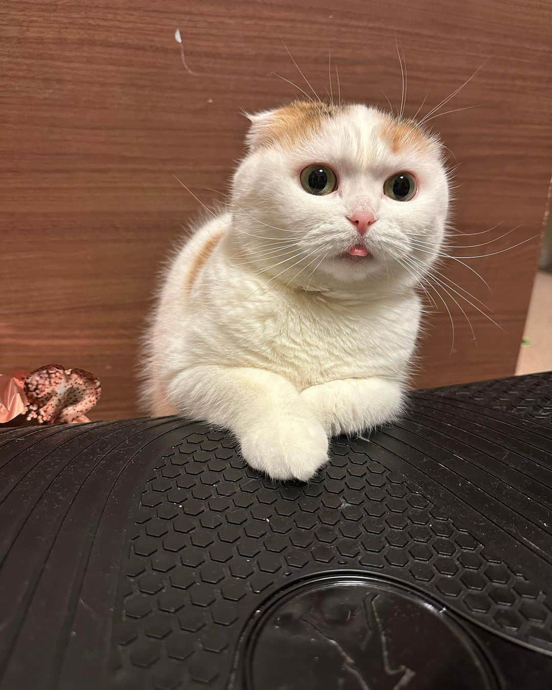 momo0224momomoさんのインスタグラム写真 - (momo0224momomoInstagram)「なんて可愛い。 #舌出ておる  #ねこ#猫#かわいい#スコティッシュ#スコティッシュフォールド#ノルウェージャン#まん丸猫#ドラえもん#猫バカ#親バカ#多頭飼い#猫の平和を祈る#ペットバカ#ヌコ#Instagram猫#ねこ部#rakutenpet」4月14日 23時26分 - momo0224momomo