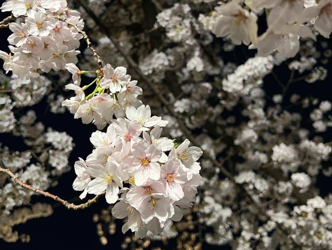 澤田愛美さんのインスタグラム写真 - (澤田愛美Instagram)「.  きょうのハレのちあしたは きのう園内のソメイヨシノが満開となった 弘前公園から生中継🌸  きょうから弘前公園の 桜のライトアップがスタートしました✨ 夜空に浮かぶ桜が美しかったですね☺️  4時台のハレのちあしたで中継を担当した あどばるーん小野さんが 6時台のニュースにも登場！ 楽しくて沢山笑いました😂✨  きょうもご覧頂いた皆さま、ありがとうございました！  .   #弘前公園 #桜 #青森 #青森朝日放送 #ハレのちあした #ニュース #中継 #アナウンサー」4月14日 23時35分 - amy____oxox