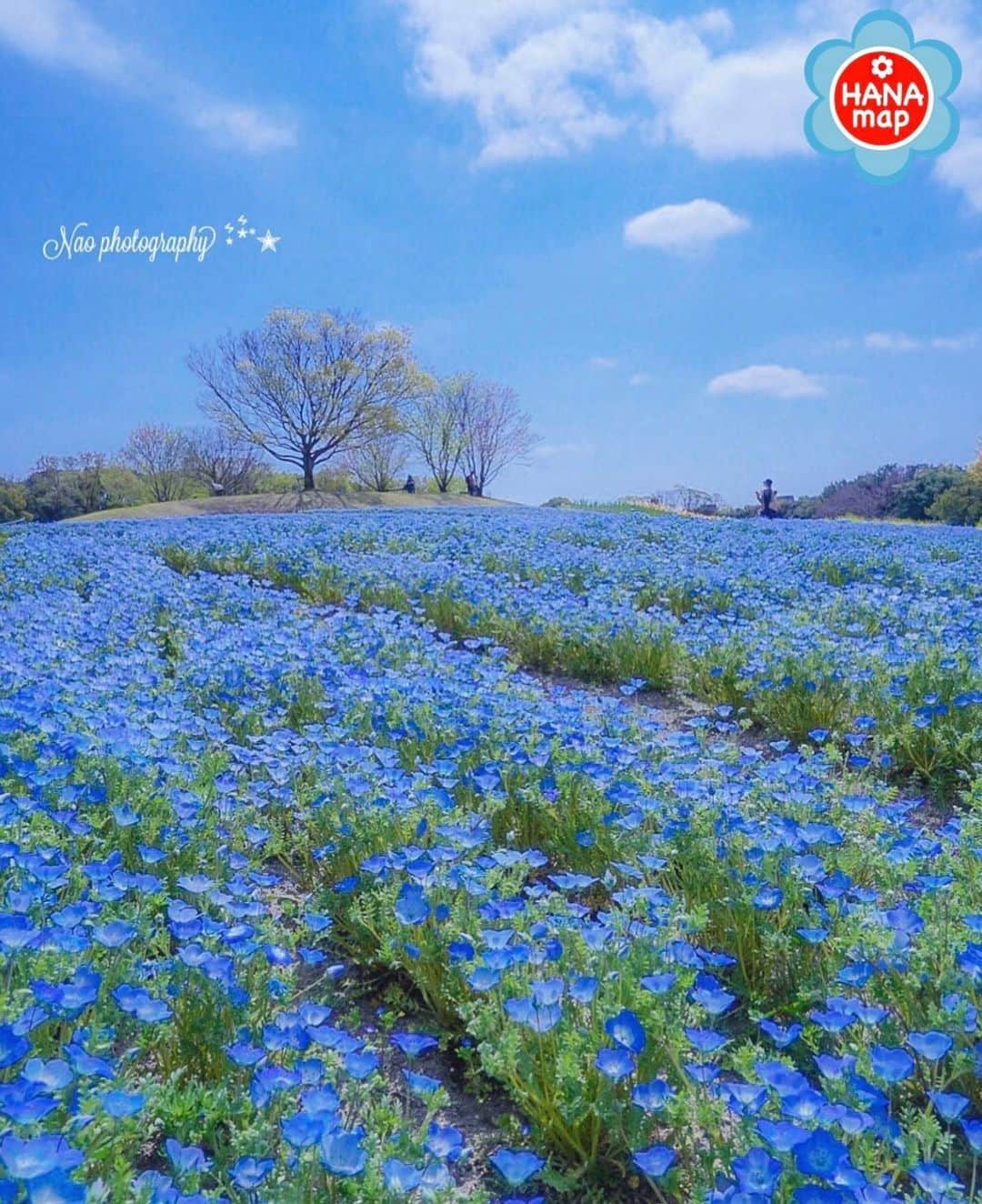 のインスタグラム：「🌸はなまっぷ🌸 * @naochan2882 さんの 花のある風景に花まるを💮 * 青空の下で咲きそろう爽やかなネモフィラ畑をありがとうございます😊🌸 * #大阪　#万博記念公園 Expo’70 Commemorative Park, Osaka. * 🌼ネモフィラの花言葉📝🌼 どこでも成功 * ※見頃が過ぎている花、終わっている花もご紹介させていただいています。 * 🌸•••🌸•••🌸•••🌸•••🌸•••🌸 * いつも素敵なお花をありがとうございます😊 #はなまっぷ #日本の美しい花風景#花のある風景#花#花言葉#花畑#春#ネモフィラ#ネモフィラ畑#青空 * 🌸••••••お知らせ••••••🌸 * 花風景検索サイト　はなまっぷ https://hanamap.com 🔍「はなまっぷ」または @hanamap プロフィール欄から ぜひご覧ください * 📖🌸📖🌸📖🌸📖🌸📖 四季の花々を訪ねていきたい にっぽんの花地図 好評発売中📘 📖🌸📖🌸📖🌸📖🌸📖」