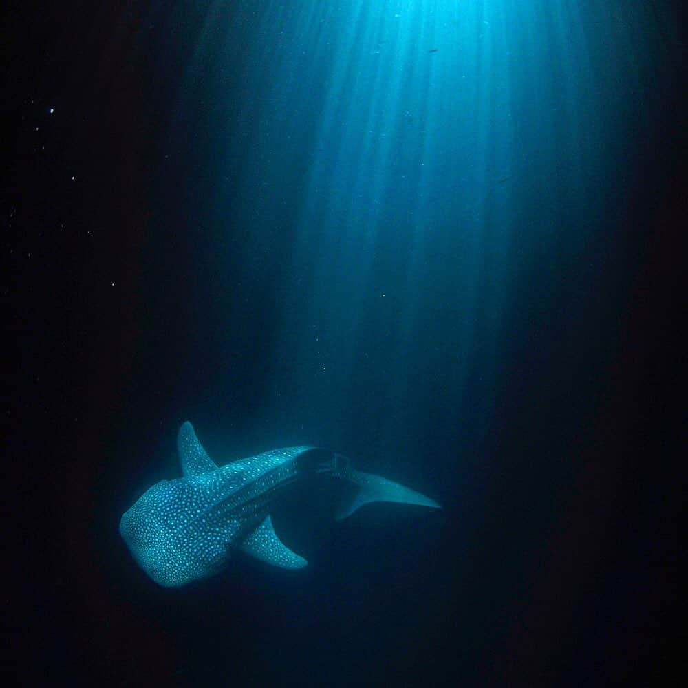 Thomas Peschakのインスタグラム：「Sometimes magic simply happens and all I have to do is press the shutter... Actually that almost NEVER happens !!! Often the simpler a shot looks the more complex its inception, which is the case for these nighttime whale shark photographs. First the location; Djibouti, sandwiched between Somalia and Eritrea is not really on the beaten path (4 flights) and photographing there was a bit complicated at the time due to active military operations to counter piracy and terrorism. What looks like a simple natural moonlight underwater image,  is in fact the result of using a hulking big movie light hung just above the ocean’s surface off the back of a Dhow. The natural light from the moon was simply not powerful enough to illuminate the whale sharks, no matter how high I pushed the ISO setting on my camera. Then there was the waiting... over two weeks I probably spent more than 24 hours drifting in the ocean in near darkness waiting for whale sharks to swim through the beam of light... but eventually they did exactly that. @saveourseasfoundation  @natgeo #djibouti #africa #ocean #sharks #nightscape #nikonambassador @nikoneurope」
