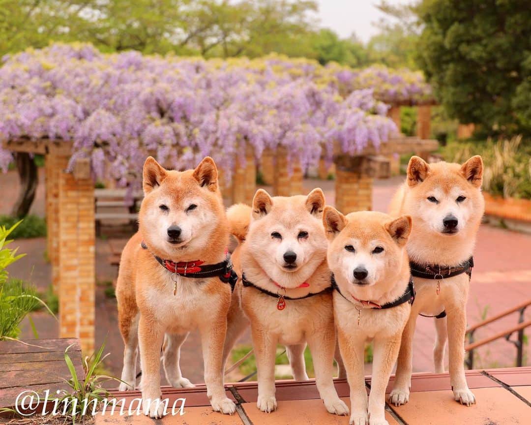 linnmamaのインスタグラム