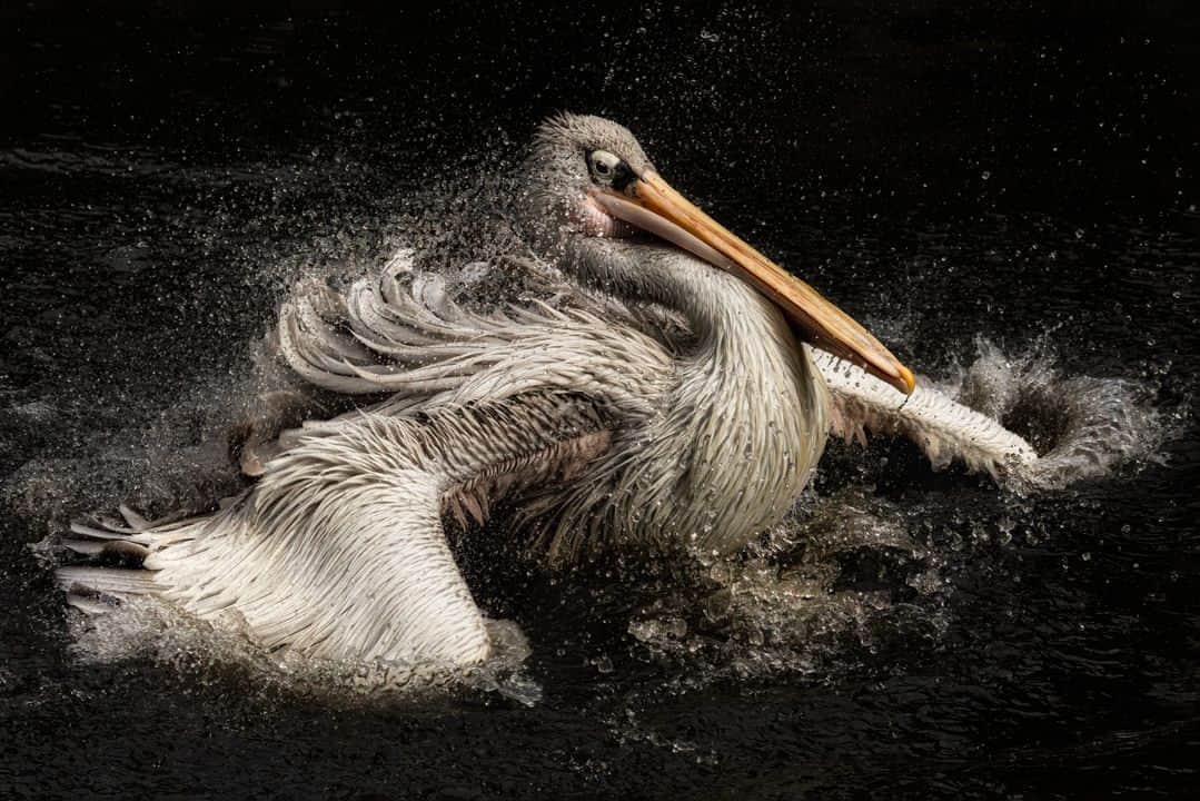 Canon UKさんのインスタグラム写真 - (Canon UKInstagram)「We can't get enough of this majestic pelican! 🦢✨  Have you captured any unique wildlife recently?  📷 by Roger Hunt via Facebook  Camera: EOS 5D Mark IV Lens: EF 100-400mm F4.5-5.6 IS II USM Shutter Speed: 1/1600, Aperture: f/11, ISO: 1250  #canonuk #mycanon #canon_photography #liveforthestory」4月14日 23時54分 - canonuk