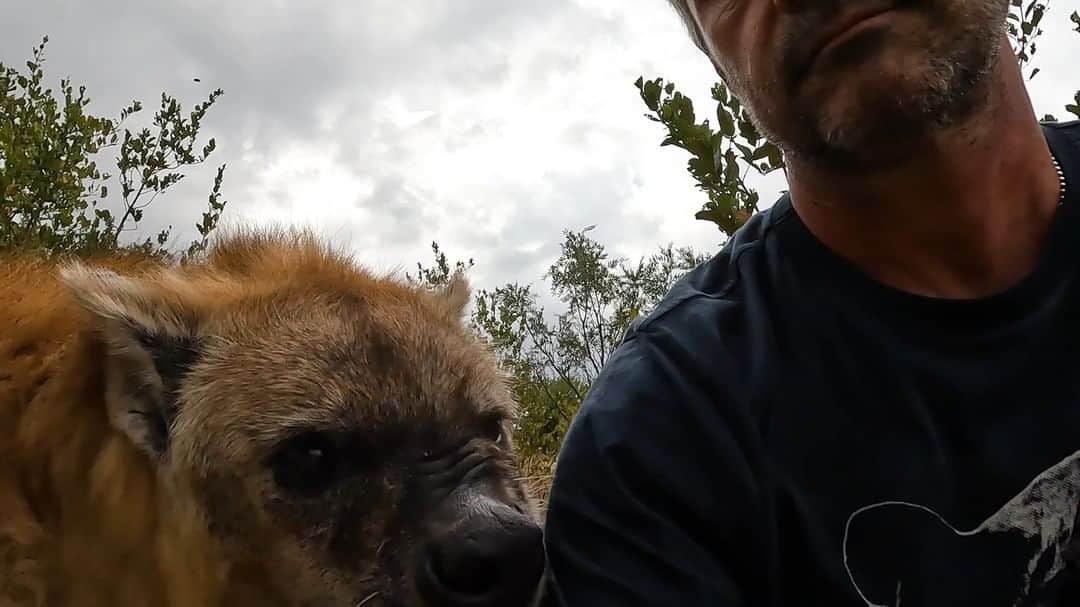 のインスタグラム：「Meet the Characters returns! This time we are with Geena’s clan! Come on along as Kevin gives us some insights into these characters while Nancy misbehaves. She is in a biting mood! For the full video on #LionWhispererTV, click the Komi link in my bio! Have a great weekend all! . . . #hyenas #hyena #lovehyenas #wildlife #hyenalover #bite #biteme」