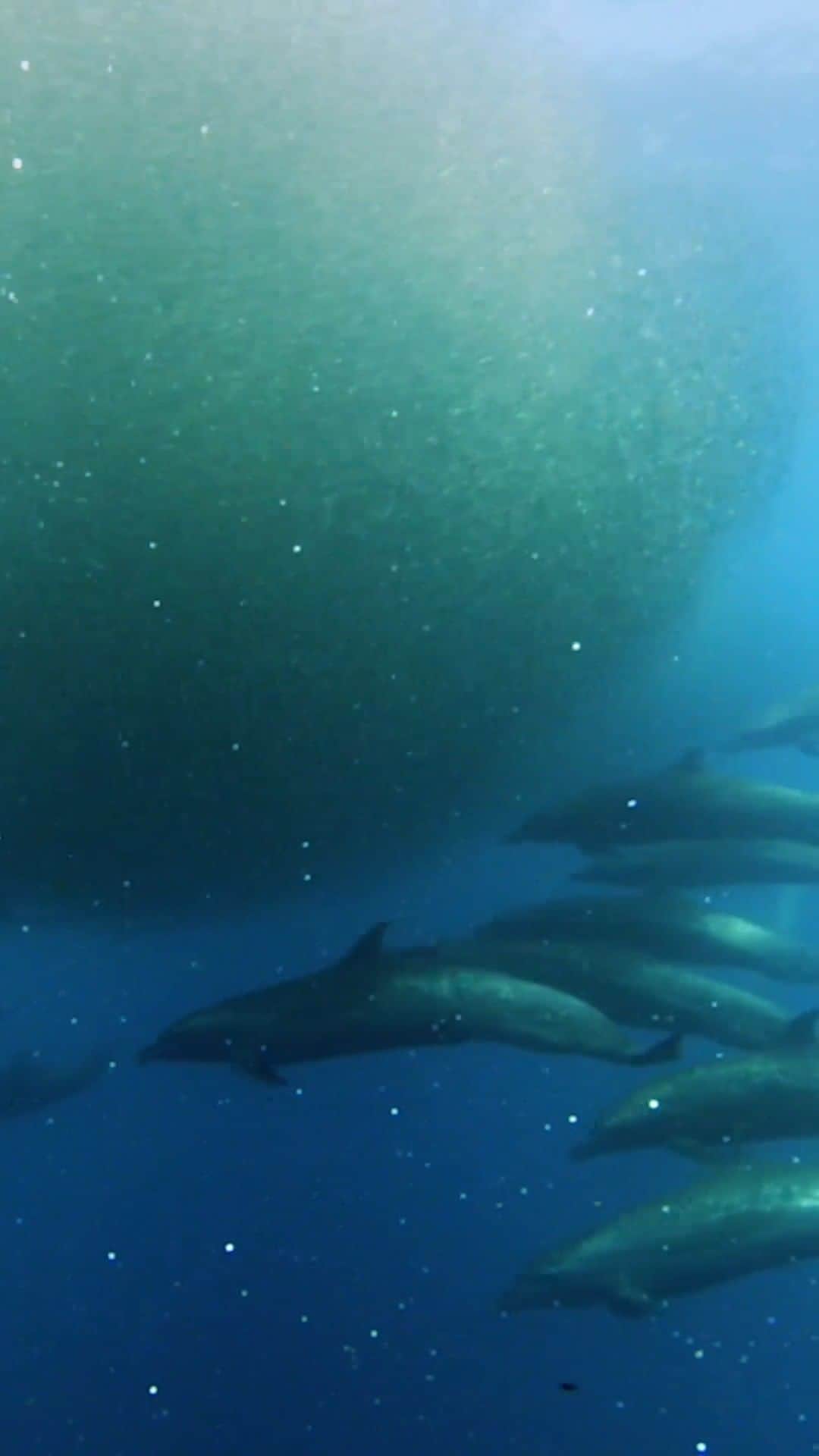 のインスタグラム：「Video by @bertiegregory | Happy National Dolphin Day! A pod of spotted dolphins arrive at a house-sized "bait ball" of lantern fish. Lantern fish undertake a daily vertical migration. Normally they come to the surface at night, returning to the deep during the day. Occasionally, for reasons we don’t understand, they get caught at the surface and a feeding frenzy develops. Filmed for my show "Epic Adventures with Bertie Gregory," streaming on @disneyplus. #NationalDolphinDay」