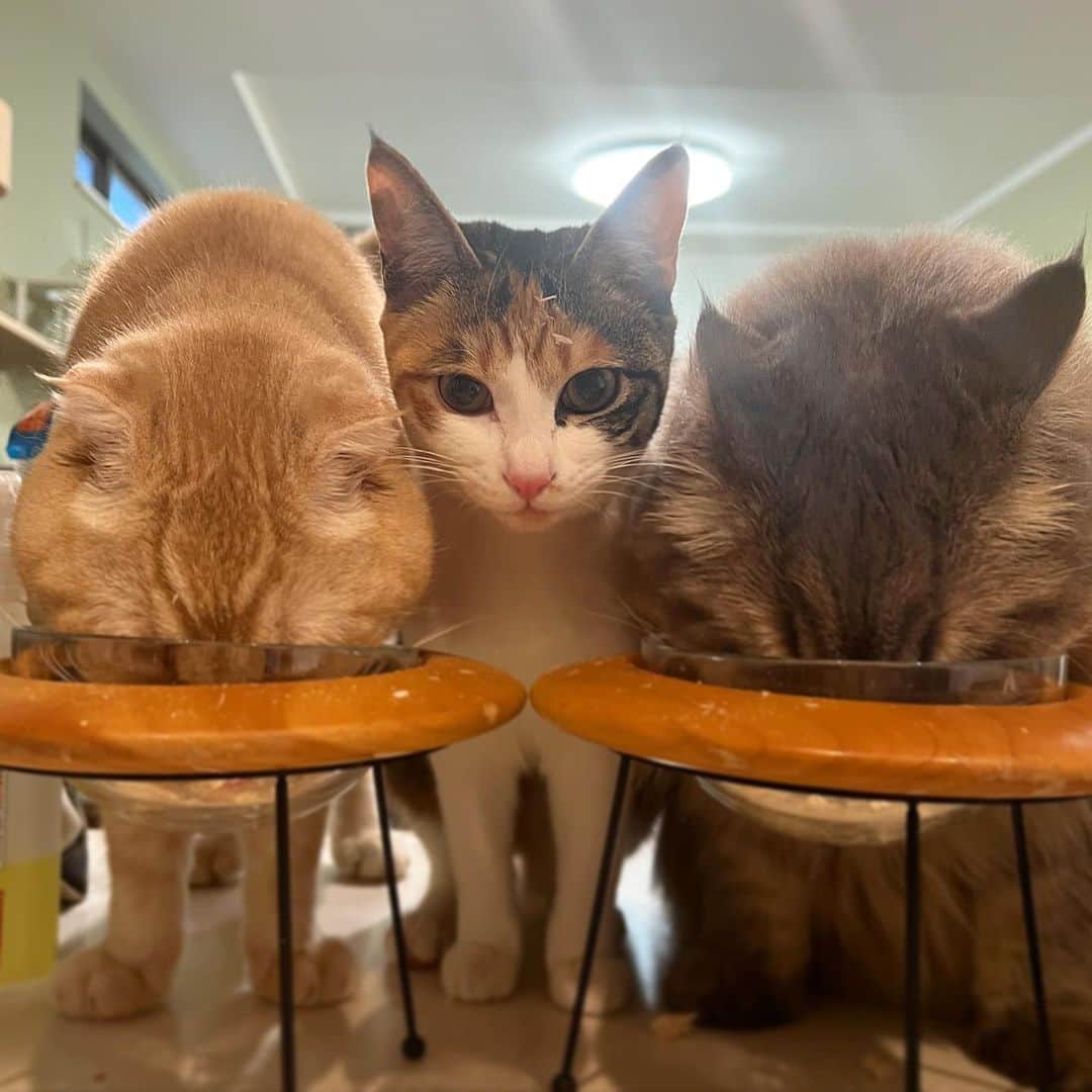 のインスタグラム：「Caption this   @vvviopw   #meowed #cutecat #cat #whataboutmeow #livingwithcats #hungry」
