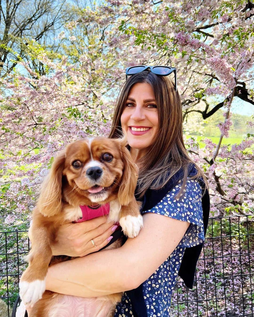 Ilana Wilesのインスタグラム：「New parenting phase! When you’ve lost the will to force your kids to go to Central Park so you can take pics with them in front of the cherry blossoms, so you just take your fur baby instead. Frankie is my favorite child today!」