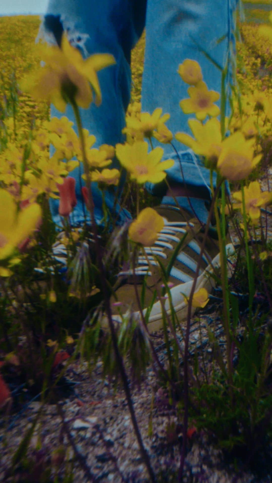 adidas Originalsのインスタグラム：「Hay ideas tan grandes que son capaces de hacer florecer todo un desierto🌵🌺  Hablamos con @janthonyoliveras, Director Creativo de @badbunnypr para entender más sobre la inspiración y el proceso creativo detrás de nuestra más reciente colaboración. #adidasxbadbunny  Disponible los dos fines de semana en @coachella 🎡」