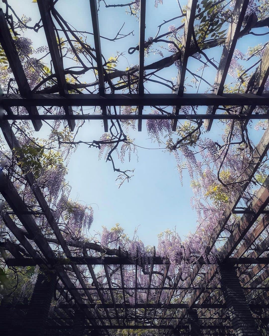 sunday_722のインスタグラム：「* * wisteria trellis 藤棚も八重桜も 終わりかけ ぼたん、芍薬の季節 そして菖蒲 私の大好きな 紫陽花が やって来る * Device: iPhone13pro * * #lookup #wisteria trellis #藤 #藤棚 #ShotOniPhone13pro #streetphotographyinternational #worldmobilephotography #fivesixmag #9minimal7 #streetphotographer #street_minimal #tv_pointofview #ShotOniPhone #fukuokapics #floweroftheday #exklusive_shot #igresjp #instagramjapan #ig_photooftheday #mwjp #gominimalmag #indies_gram #mobiography #thesmartview #jj_mobilephotography #mobgraphyworld」