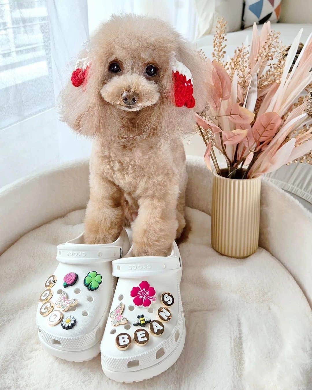 のインスタグラム：「The goodest doggos of the week!」