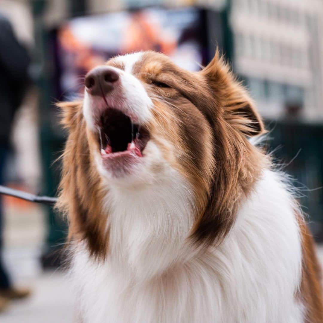 The Dogistさんのインスタグラム写真 - (The DogistInstagram)「Willow, Australian Shepherd (4 y/o), 23rd & Broadway, New York, NY • “I walk her three times a day. We say she looks like a cartoon dog, and we joke that she’s gonna unzip the suit one day and there’ll be a person in there.”」4月15日 0時59分 - thedogist