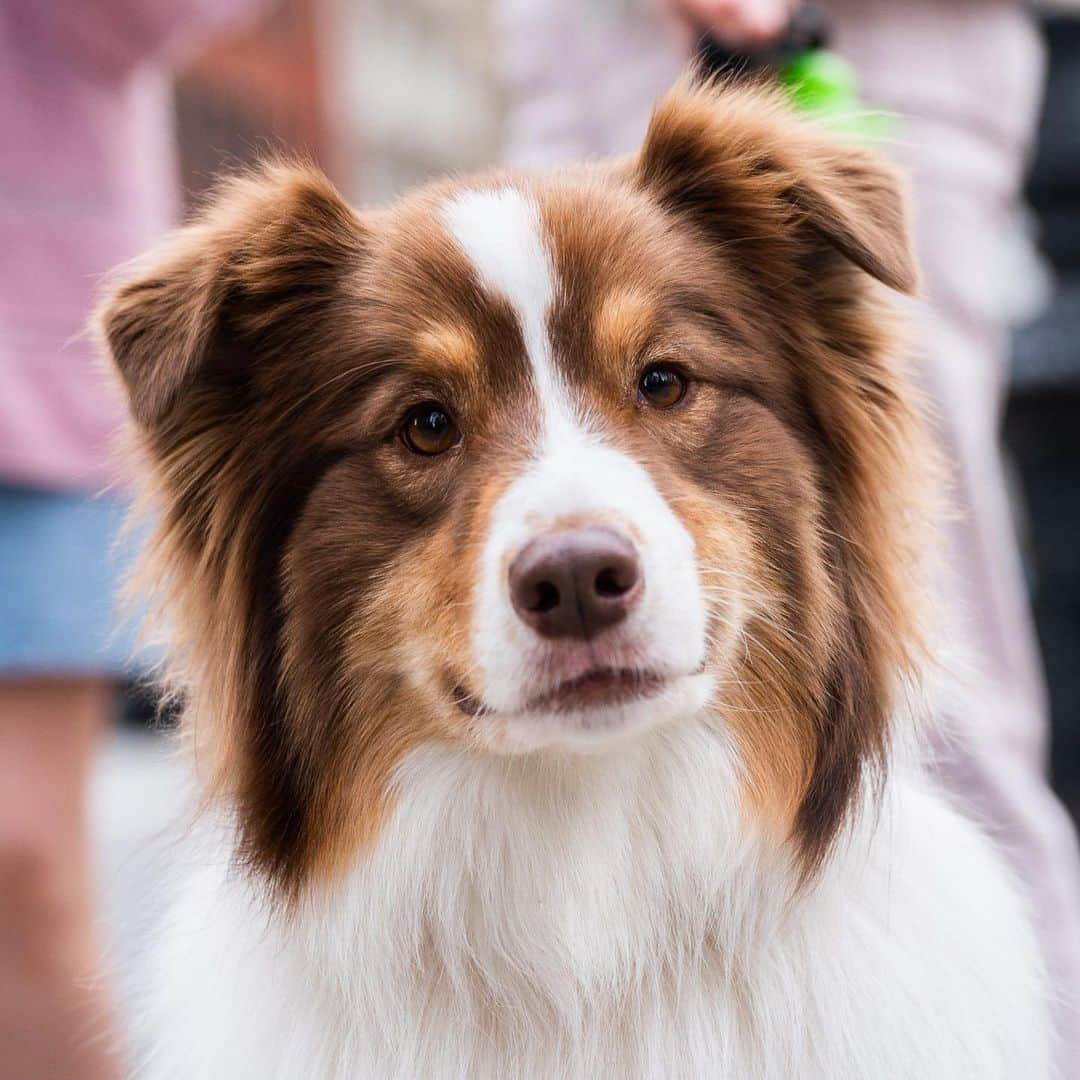 The Dogistさんのインスタグラム写真 - (The DogistInstagram)「Willow, Australian Shepherd (4 y/o), 23rd & Broadway, New York, NY • “I walk her three times a day. We say she looks like a cartoon dog, and we joke that she’s gonna unzip the suit one day and there’ll be a person in there.”」4月15日 0時59分 - thedogist