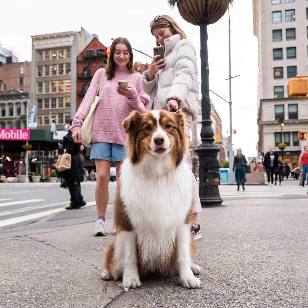 The Dogistさんのインスタグラム写真 - (The DogistInstagram)「Willow, Australian Shepherd (4 y/o), 23rd & Broadway, New York, NY • “I walk her three times a day. We say she looks like a cartoon dog, and we joke that she’s gonna unzip the suit one day and there’ll be a person in there.”」4月15日 0時59分 - thedogist