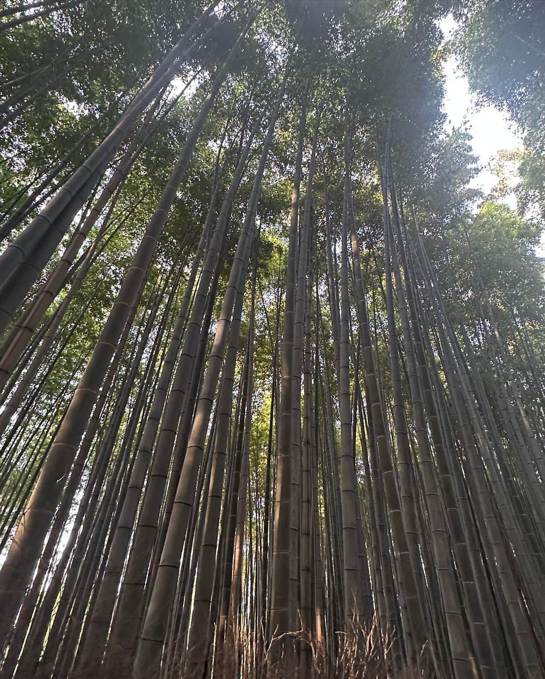 キム・カーダシアンさんのインスタグラム写真 - (キム・カーダシアンInstagram)「Train Rides to the bamboo forest in Kyoto」4月15日 1時03分 - kimkardashian