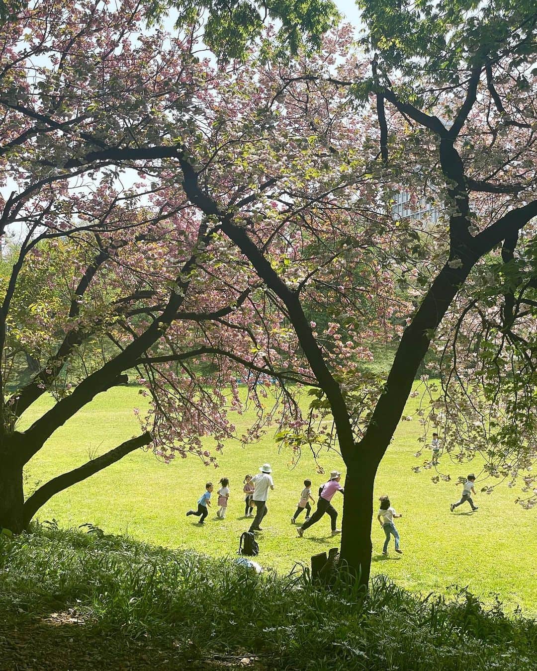 山本浩未さんのインスタグラム写真 - (山本浩未Instagram)「朝、典ちゃんから 「八重桜見ごろだよ」と誘われ、散歩がてら出かけてみた🚶🏻‍♀️🌸🌸  グランドで子供たちが駆けまわり、土手にはたんぽぽや白い花がたくさん咲いてて  気持ちいい〜😚 🌸🤍💛🌸🤍💛  ので、 ついでに歩いて渋谷でやってるトルコの写真展 『100DISCOVERIS』へ🚶🏻‍♀️  ＂あなたの知らない魅惑のトルコ＂  さっすがオスマン帝国‼️ 歴史的建造物があり、古城があり、雄大な自然があり、リゾートがあり😆  ぜひとも行きたくなった、 トルコ🇹🇷♥️  充実&満喫amでありました🚶🏻‍♀️🌸🇹🇷✨  #トルコ #100DISCOVERIS展 #あなたの知らない魅惑のトルコ」4月15日 1時19分 - hiromicoy