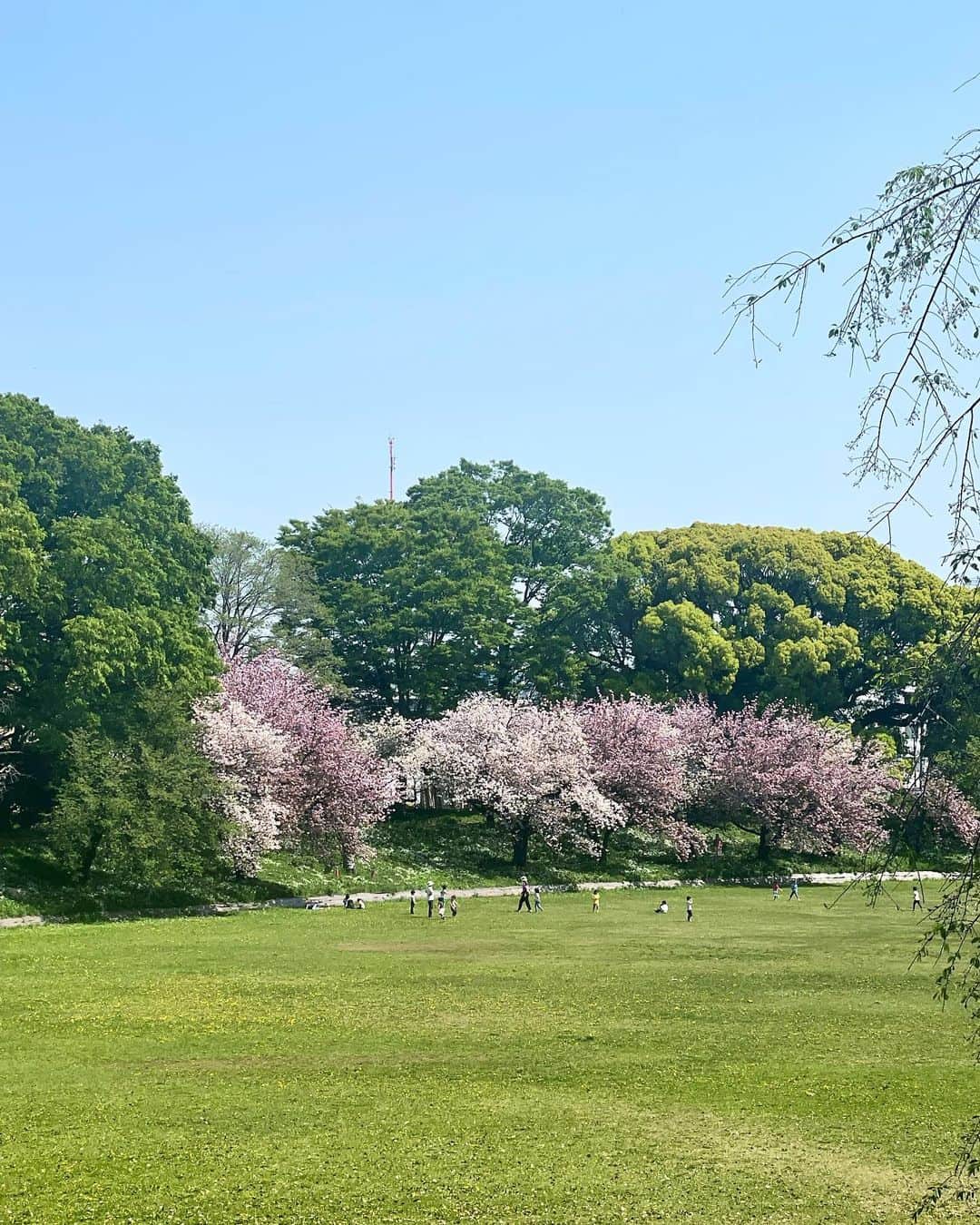 のインスタグラム：「朝、典ちゃんから 「八重桜見ごろだよ」と誘われ、散歩がてら出かけてみた🚶🏻‍♀️🌸🌸  グランドで子供たちが駆けまわり、土手にはたんぽぽや白い花がたくさん咲いてて  気持ちいい〜😚 🌸🤍💛🌸🤍💛  ので、 ついでに歩いて渋谷でやってるトルコの写真展 『100DISCOVERIS』へ🚶🏻‍♀️  ＂あなたの知らない魅惑のトルコ＂  さっすがオスマン帝国‼️ 歴史的建造物があり、古城があり、雄大な自然があり、リゾートがあり😆  ぜひとも行きたくなった、 トルコ🇹🇷♥️  充実&満喫amでありました🚶🏻‍♀️🌸🇹🇷✨  #トルコ #100DISCOVERIS展 #あなたの知らない魅惑のトルコ」