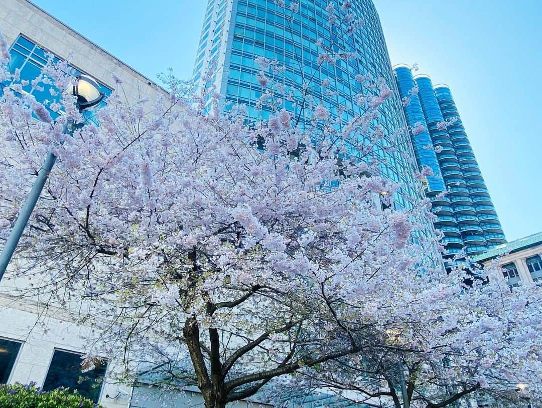 ユナ・デュフネさんのインスタグラム写真 - (ユナ・デュフネInstagram)「Vancouver en moins de 48h ✅ . . . #Canada #Vancouver #Spring #Color #Bluesky #Mountain #Ocean #Business #Trip」4月15日 1時34分 - youna_d