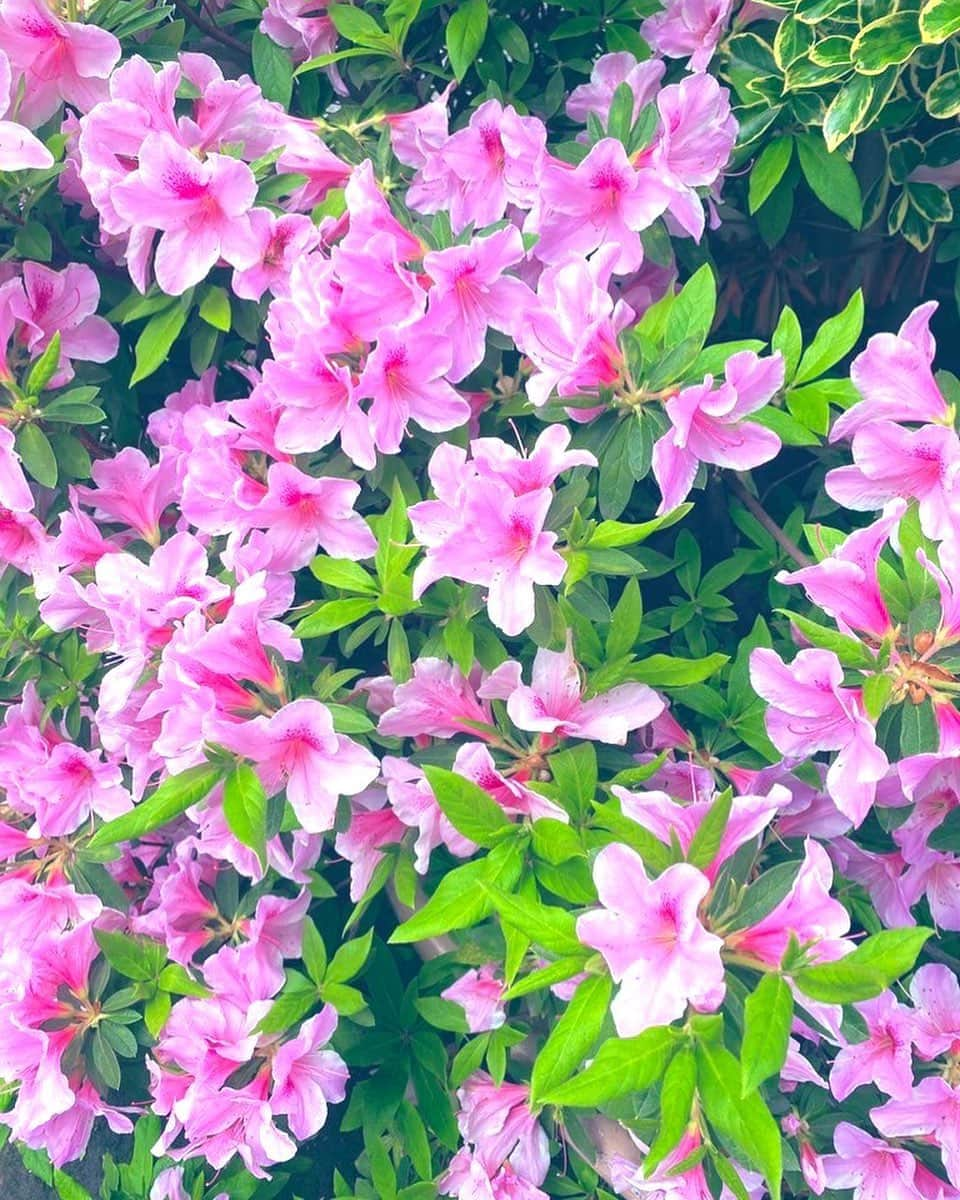 ほしのあすかのインスタグラム：「🌷☺️🌸🌼🌹💐🎁」