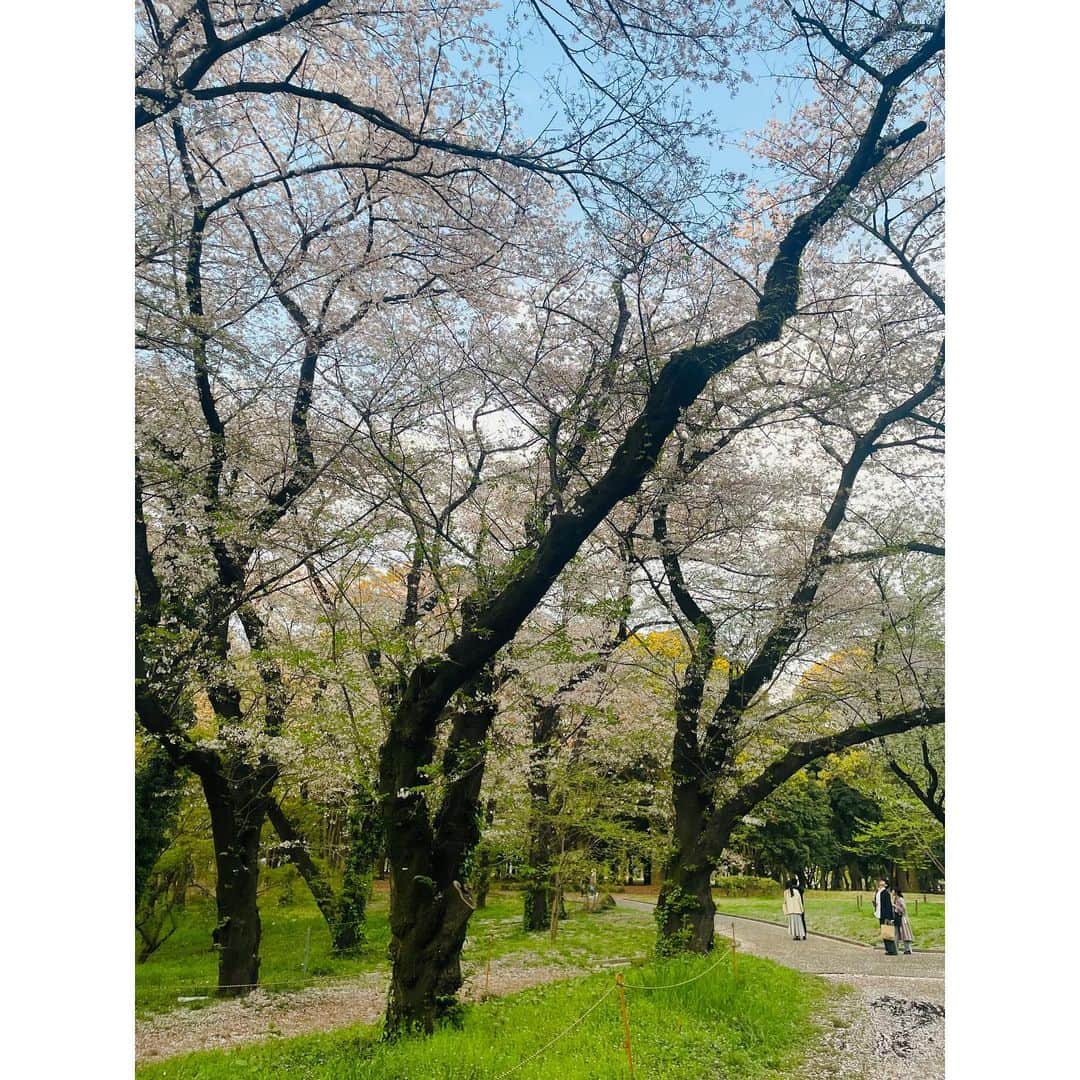 有明ゆなさんのインスタグラム写真 - (有明ゆなInstagram)「桜🌸おわった🚶‍♀️」4月15日 1時36分 - ariake_yuna